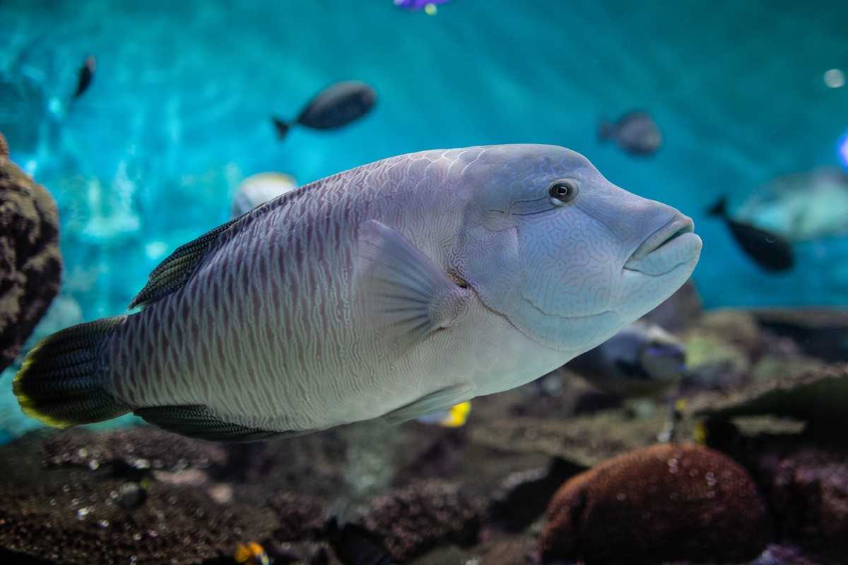 Seoul-Seoul COEX Aquarium, tens of thousands of marine creatures for visitors to enjoy