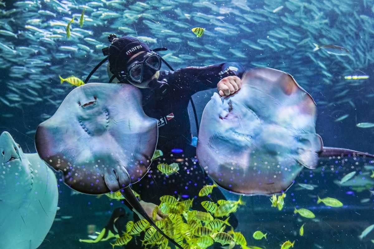 Seoul-Seoul COEX Aquarium, tens of thousands of marine creatures for visitors to enjoy