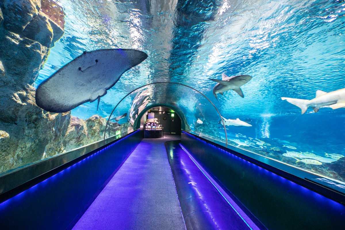 Seoul-Seoul COEX Aquarium, tens of thousands of marine creatures for visitors to enjoy