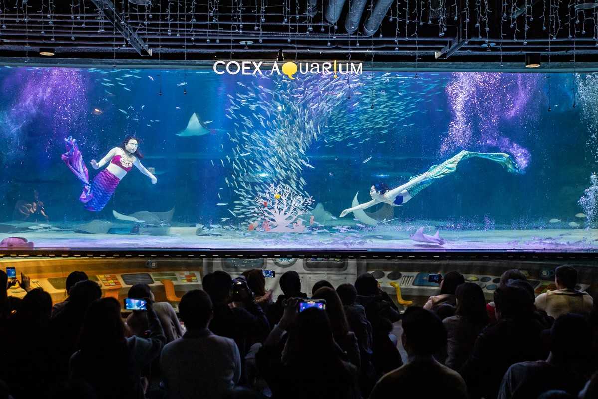 Seoul-Seoul COEX Aquarium, tens of thousands of marine creatures for visitors to enjoy