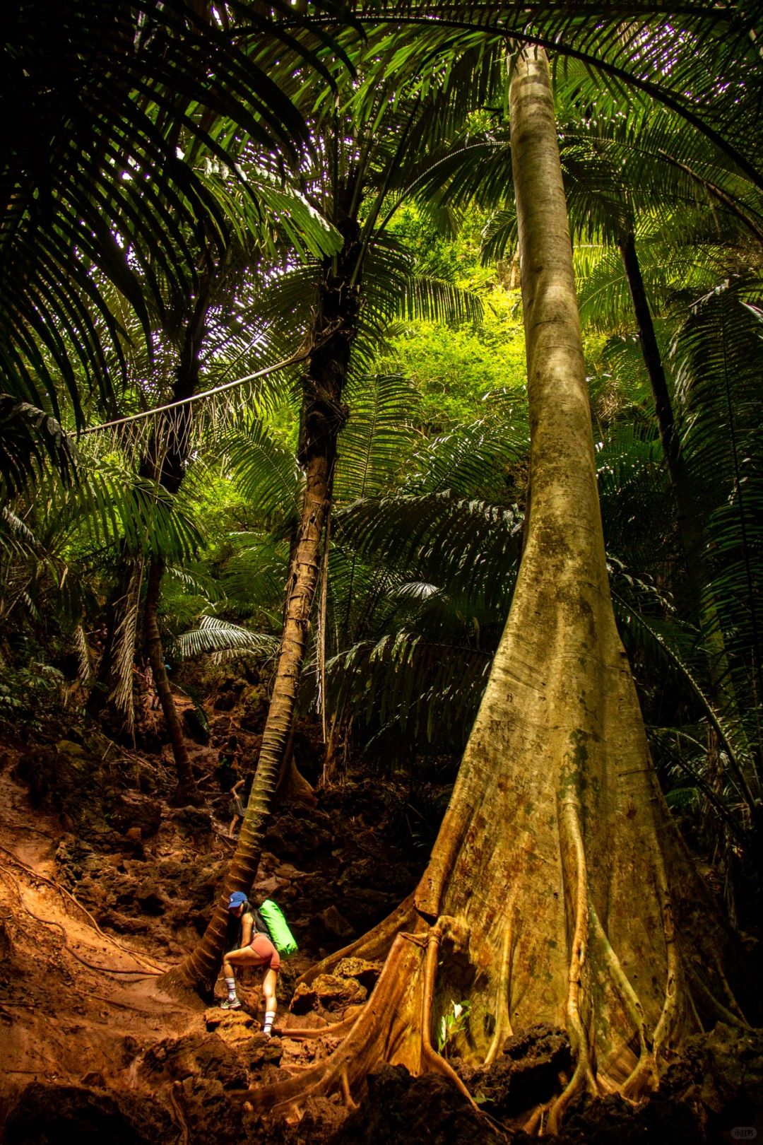 Krabi-Lagoon Trail at Railay Beach, Krabi, Thailand, tropical rainforest with red land