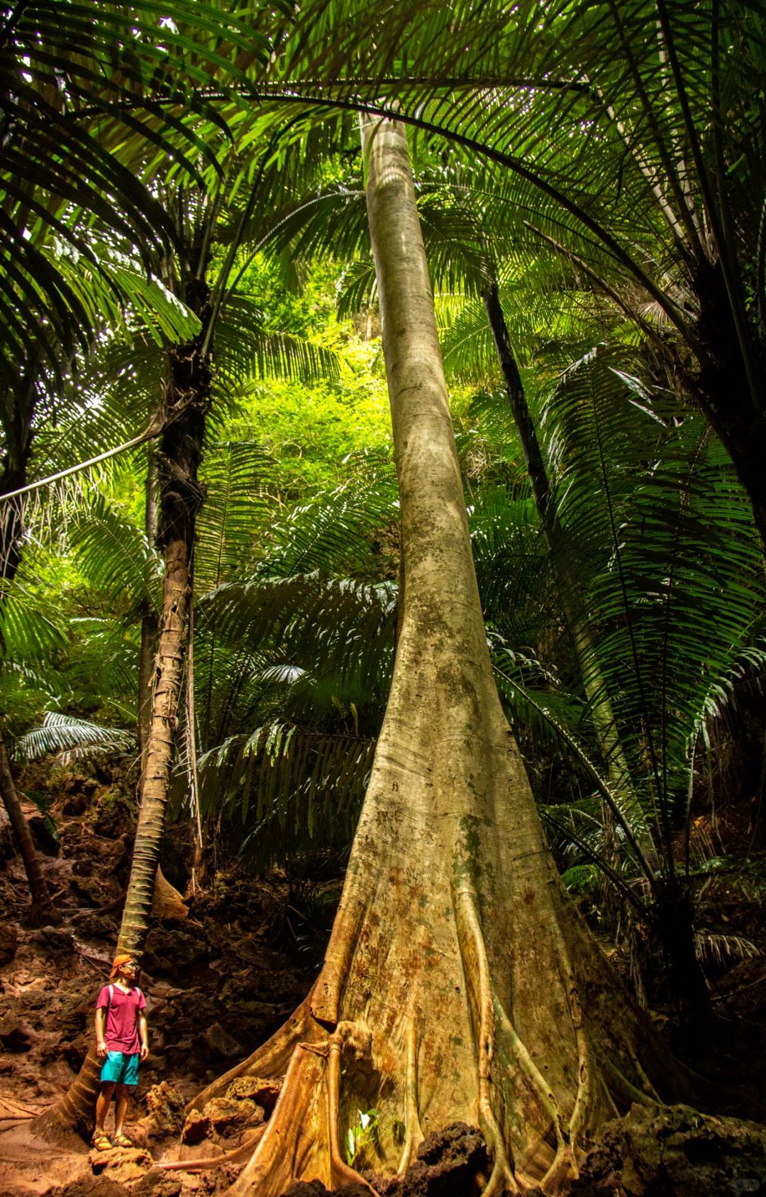 Krabi-Lagoon Trail at Railay Beach, Krabi, Thailand, tropical rainforest with red land