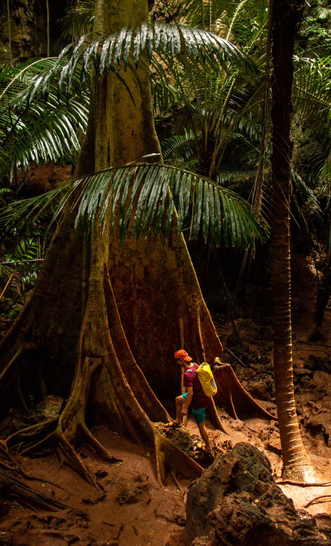 Krabi-Lagoon Trail at Railay Beach, Krabi, Thailand, tropical rainforest with red land