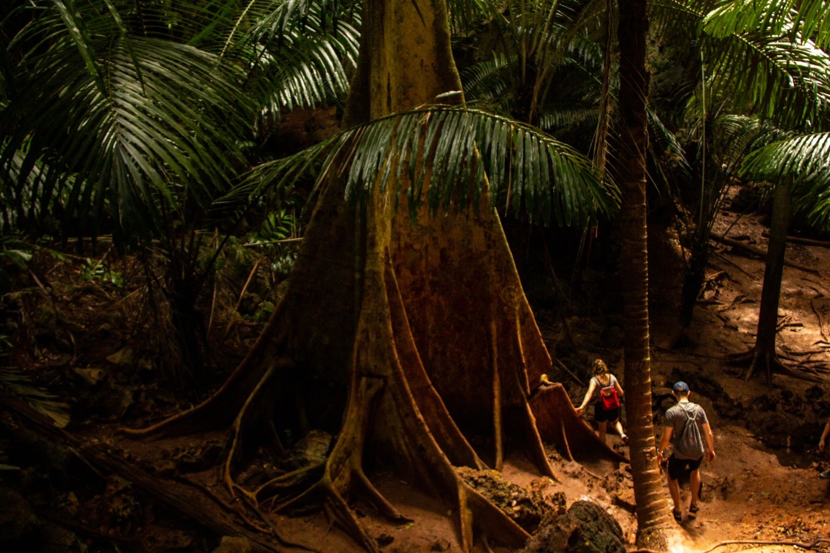 Krabi-Lagoon Trail at Railay Beach, Krabi, Thailand, tropical rainforest with red land