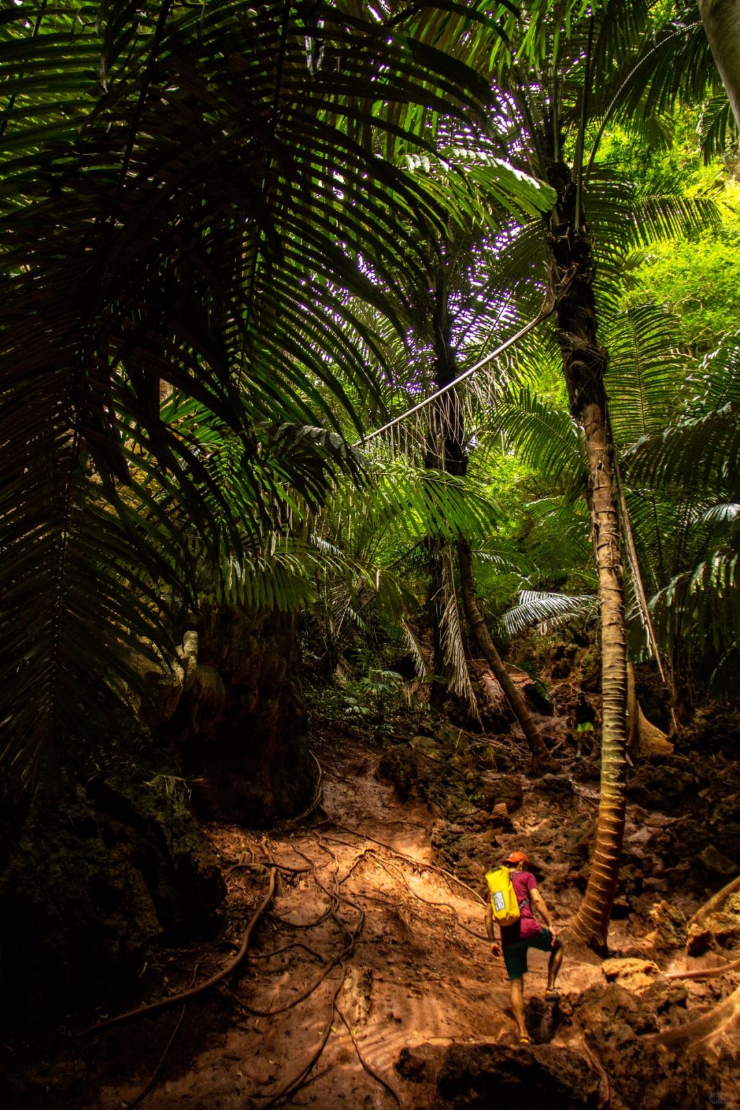 Krabi-Lagoon Trail at Railay Beach, Krabi, Thailand, tropical rainforest with red land