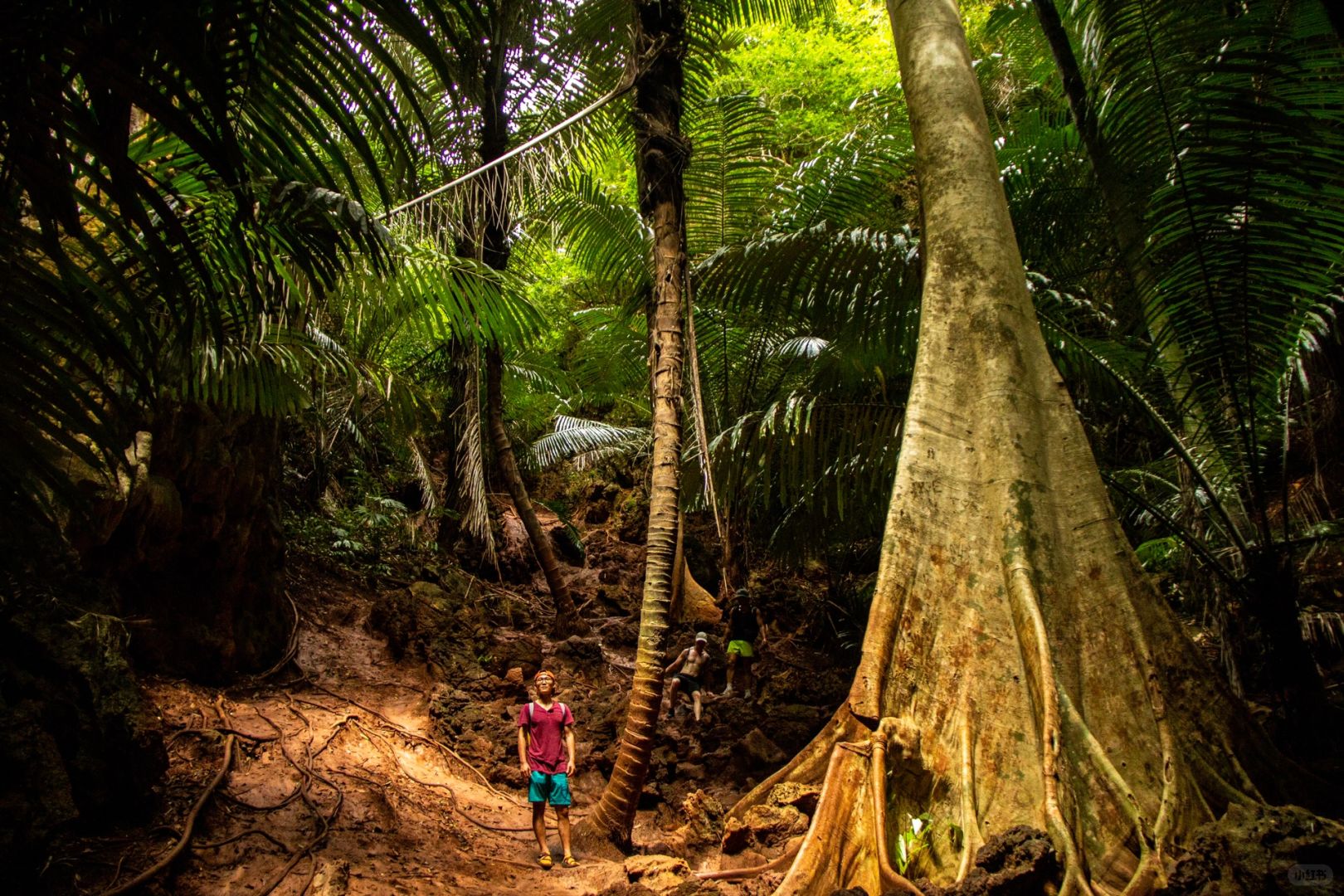 Krabi-Lagoon Trail at Railay Beach, Krabi, Thailand, tropical rainforest with red land