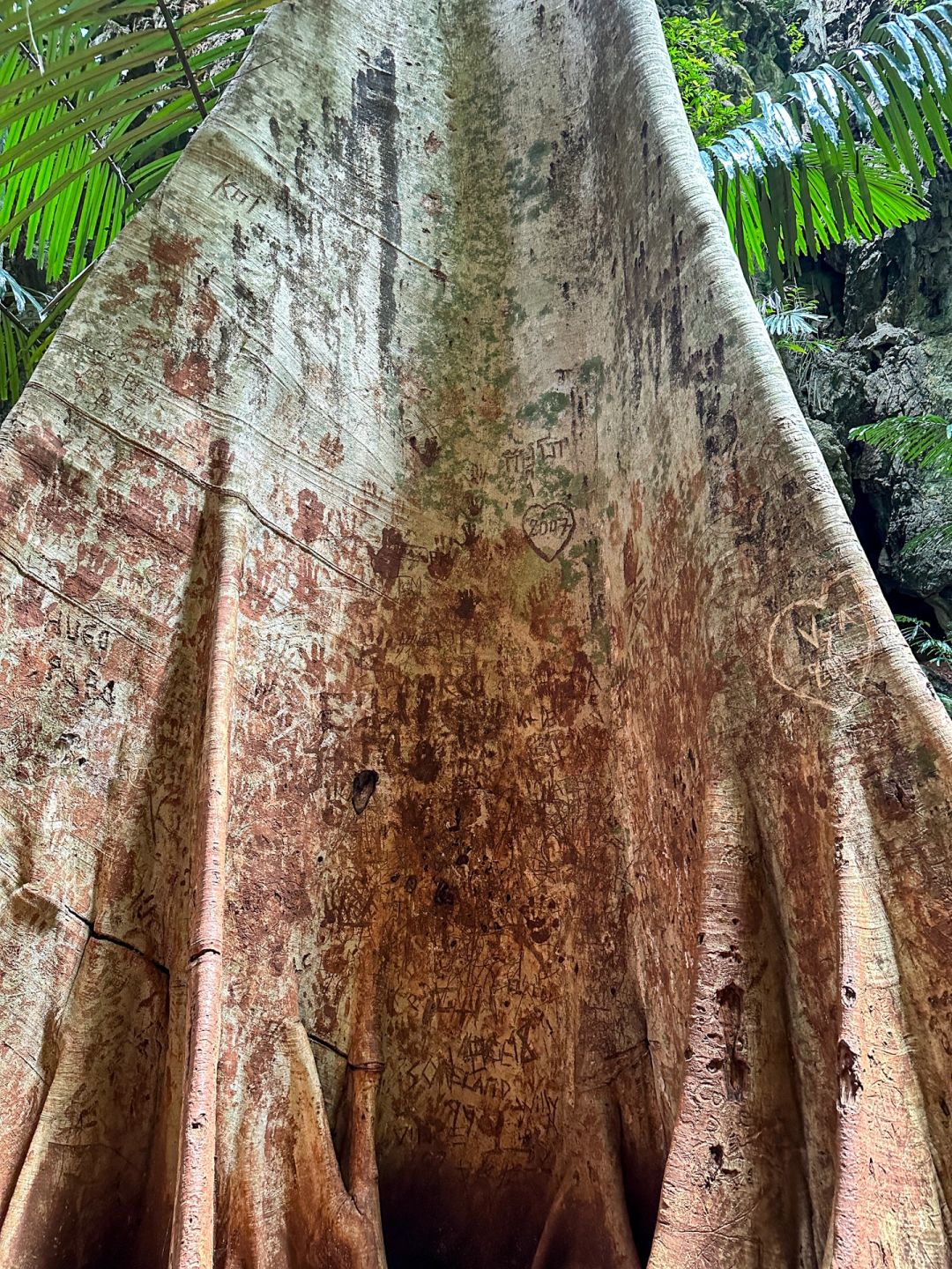 Krabi-Lagoon Trail at Railay Beach, Krabi, Thailand, tropical rainforest with red land