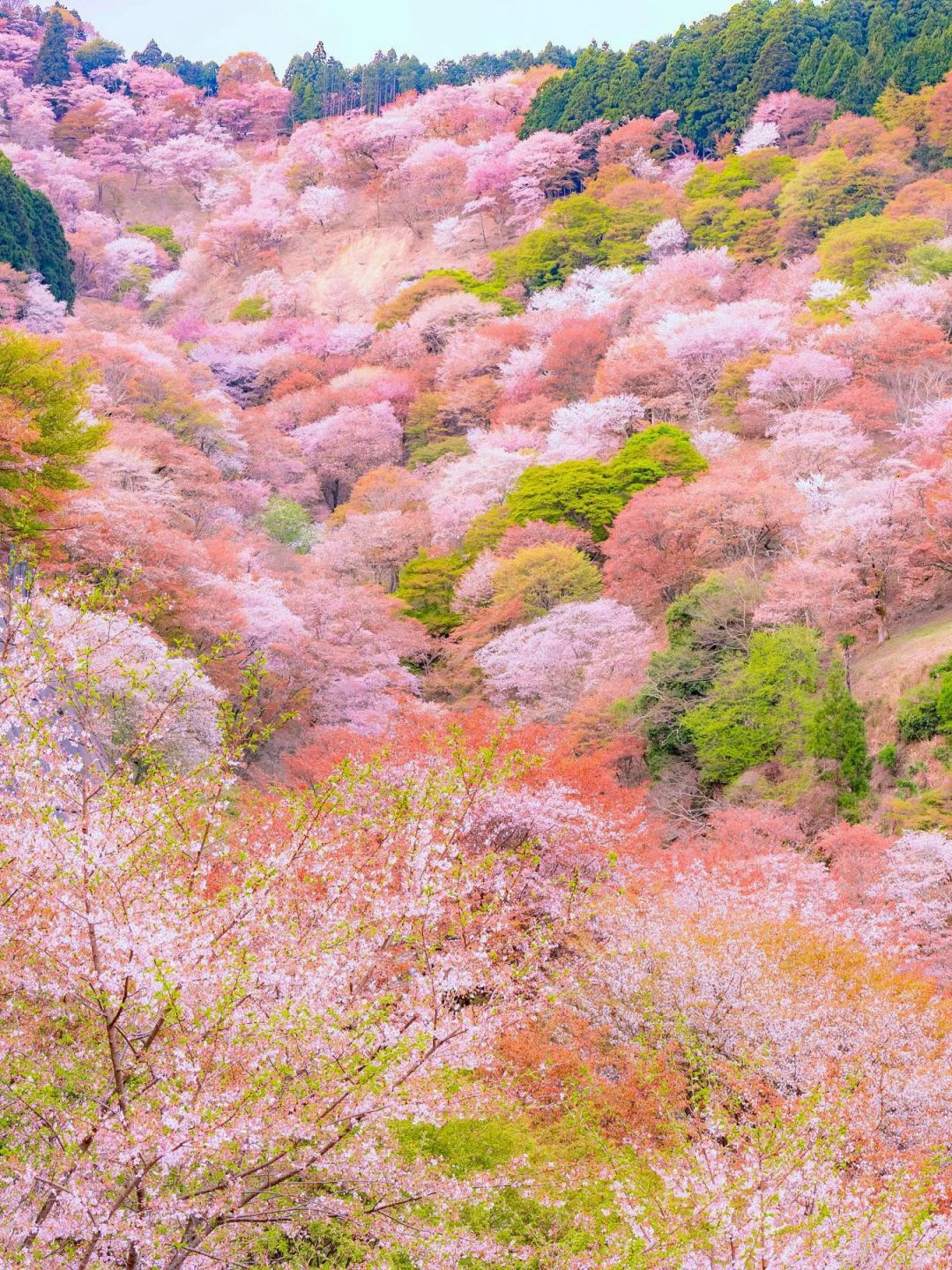 Osaka-The last 6️⃣ seats for cherry blossom viewing in Kansai are less cro