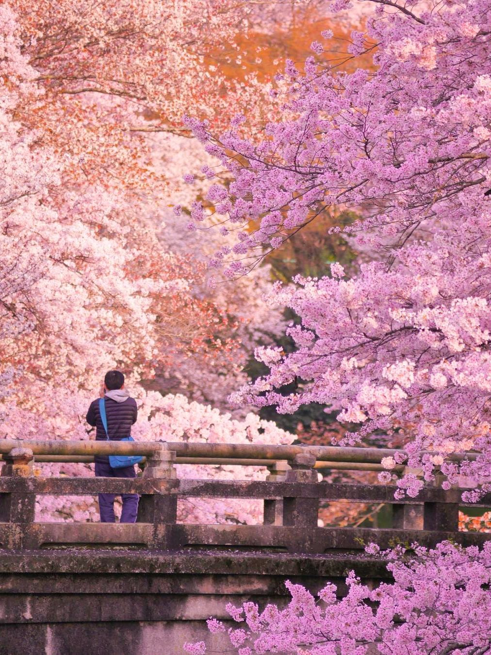 Osaka-The last 6️⃣ seats for cherry blossom viewing in Kansai are less cro