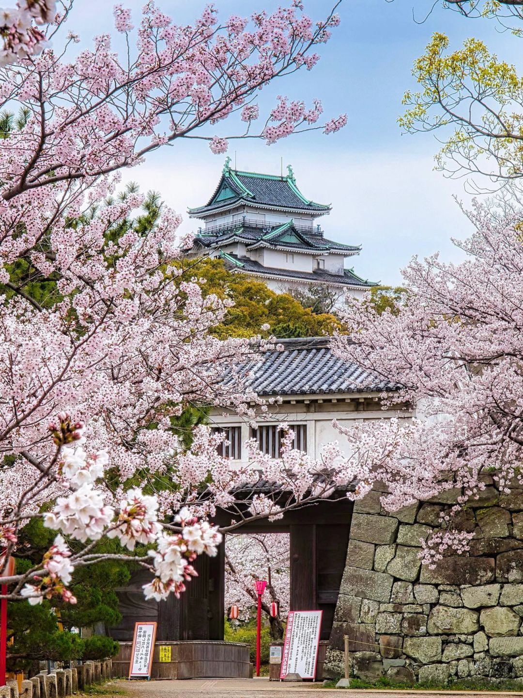 Osaka-The last 6️⃣ seats for cherry blossom viewing in Kansai are less cro