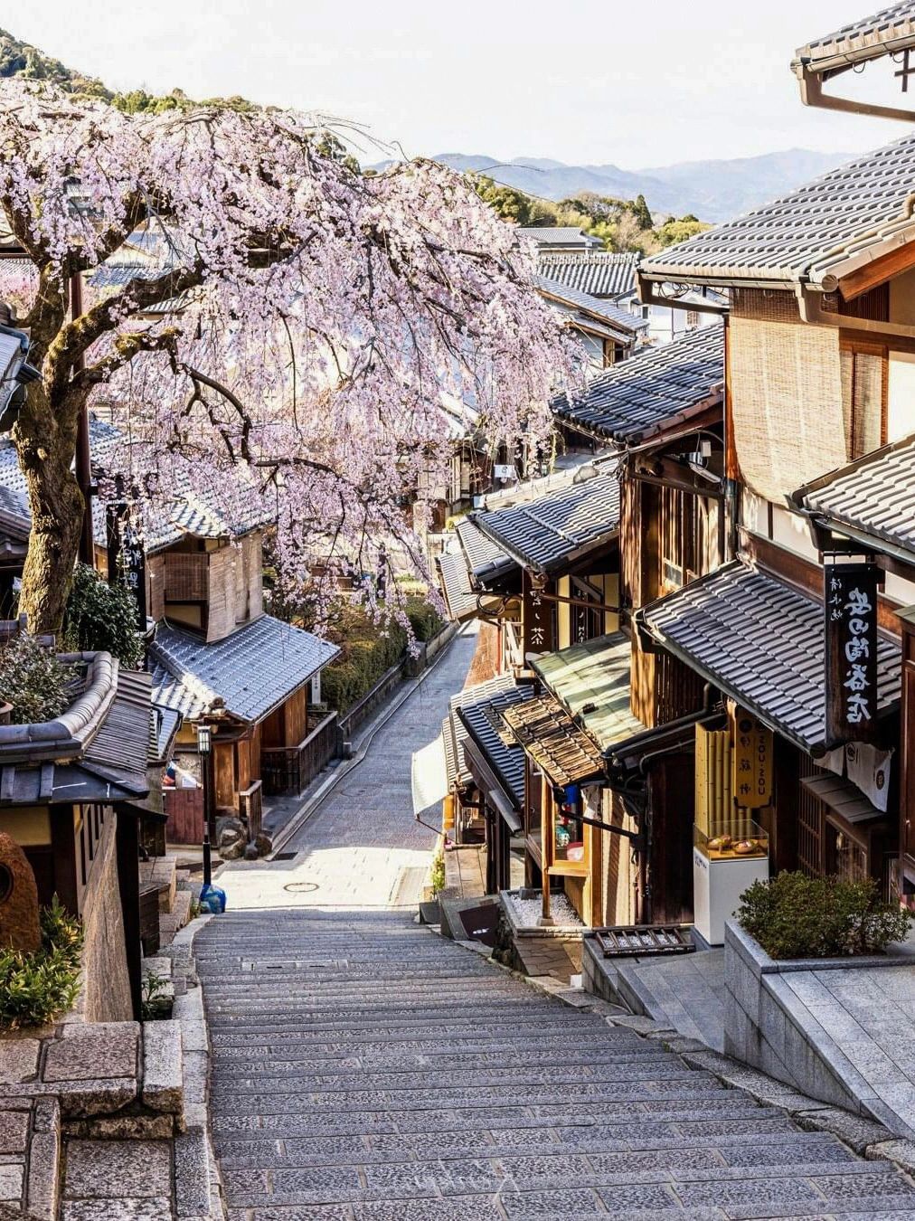 Osaka-The last 6️⃣ seats for cherry blossom viewing in Kansai are less cro