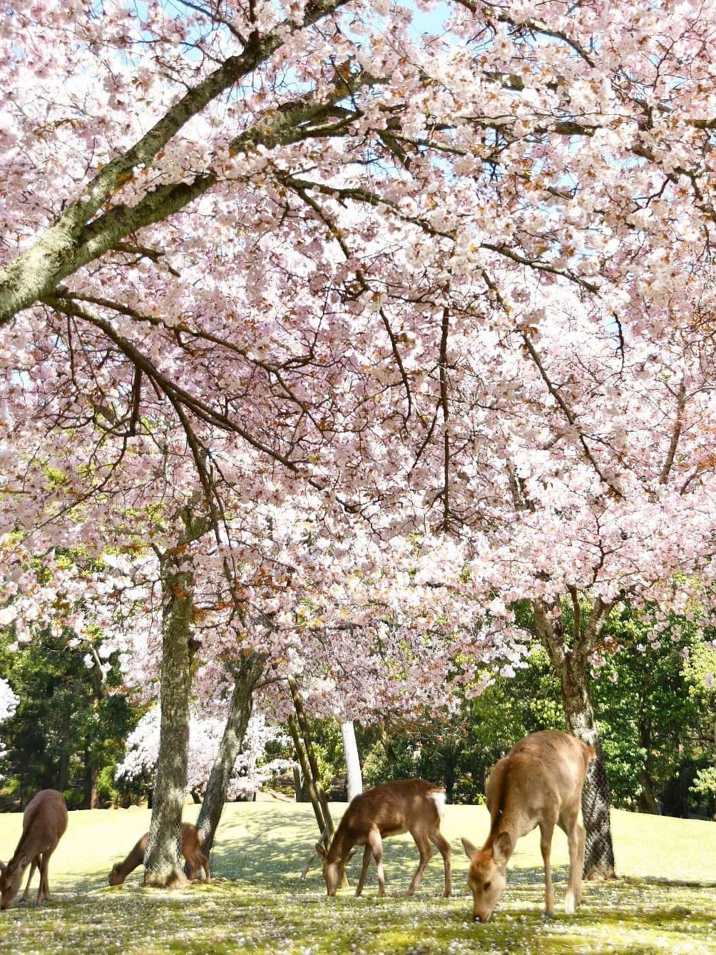 Osaka-The last 6️⃣ seats for cherry blossom viewing in Kansai are less cro