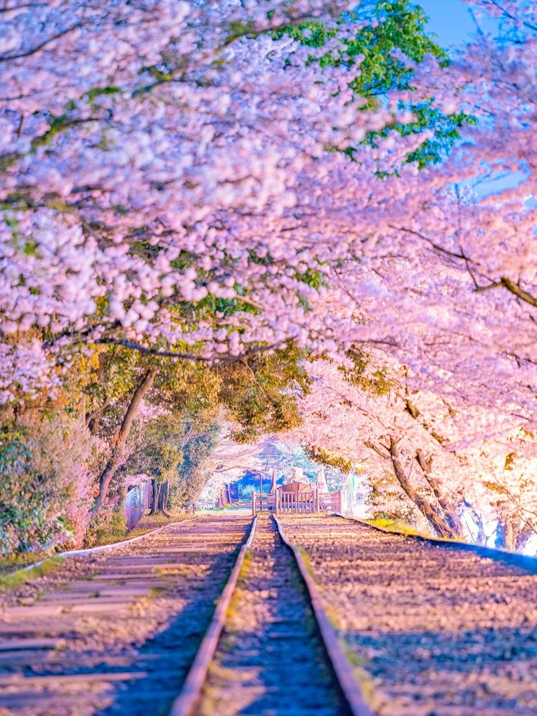 Osaka-The last 6️⃣ seats for cherry blossom viewing in Kansai are less cro