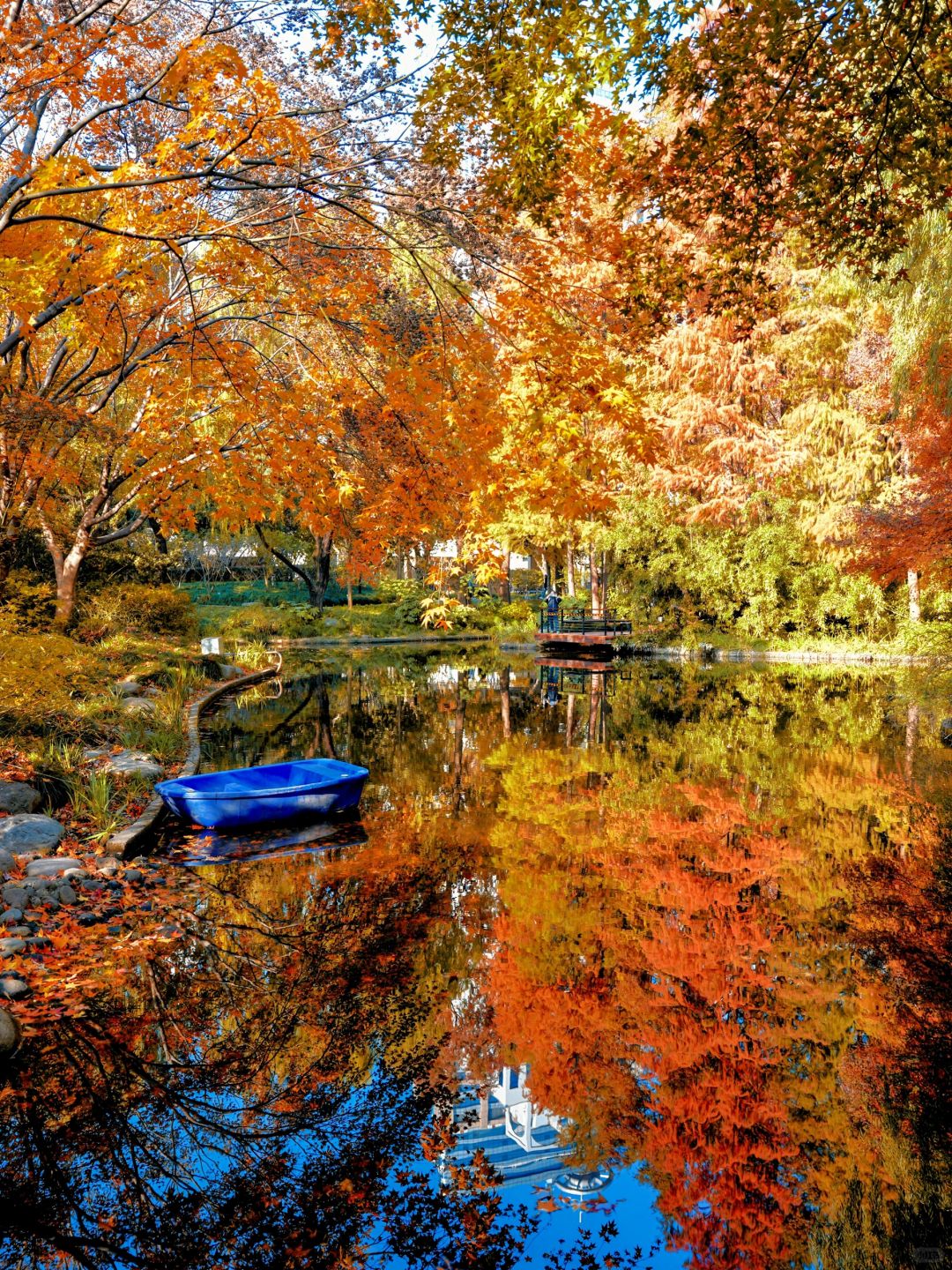 Jiangsu/Zhejiang/Shanghai-Autumn maple leaf viewing in Shanghai, real shot 🍁 Gongqing & Little 