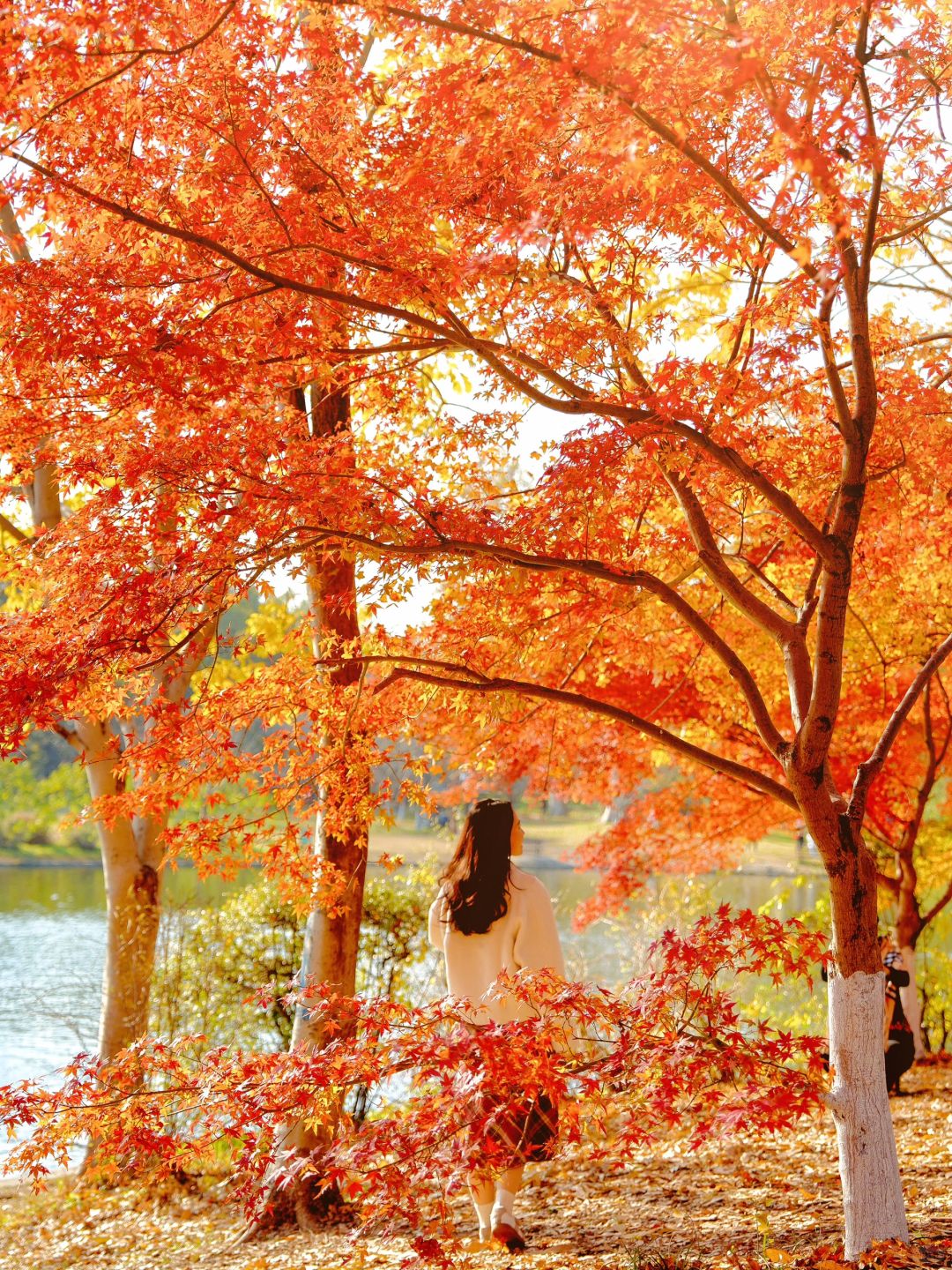 Jiangsu/Zhejiang/Shanghai-Autumn maple leaf viewing in Shanghai, real shot 🍁 Gongqing & Little 