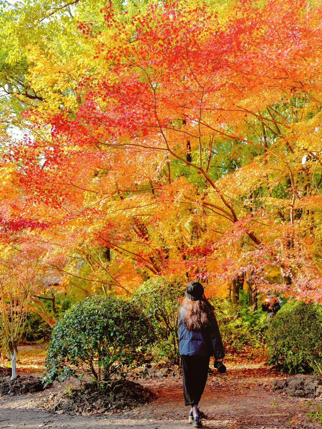 Jiangsu/Zhejiang/Shanghai-Autumn maple leaf viewing in Shanghai, real shot 🍁 Gongqing & Little 