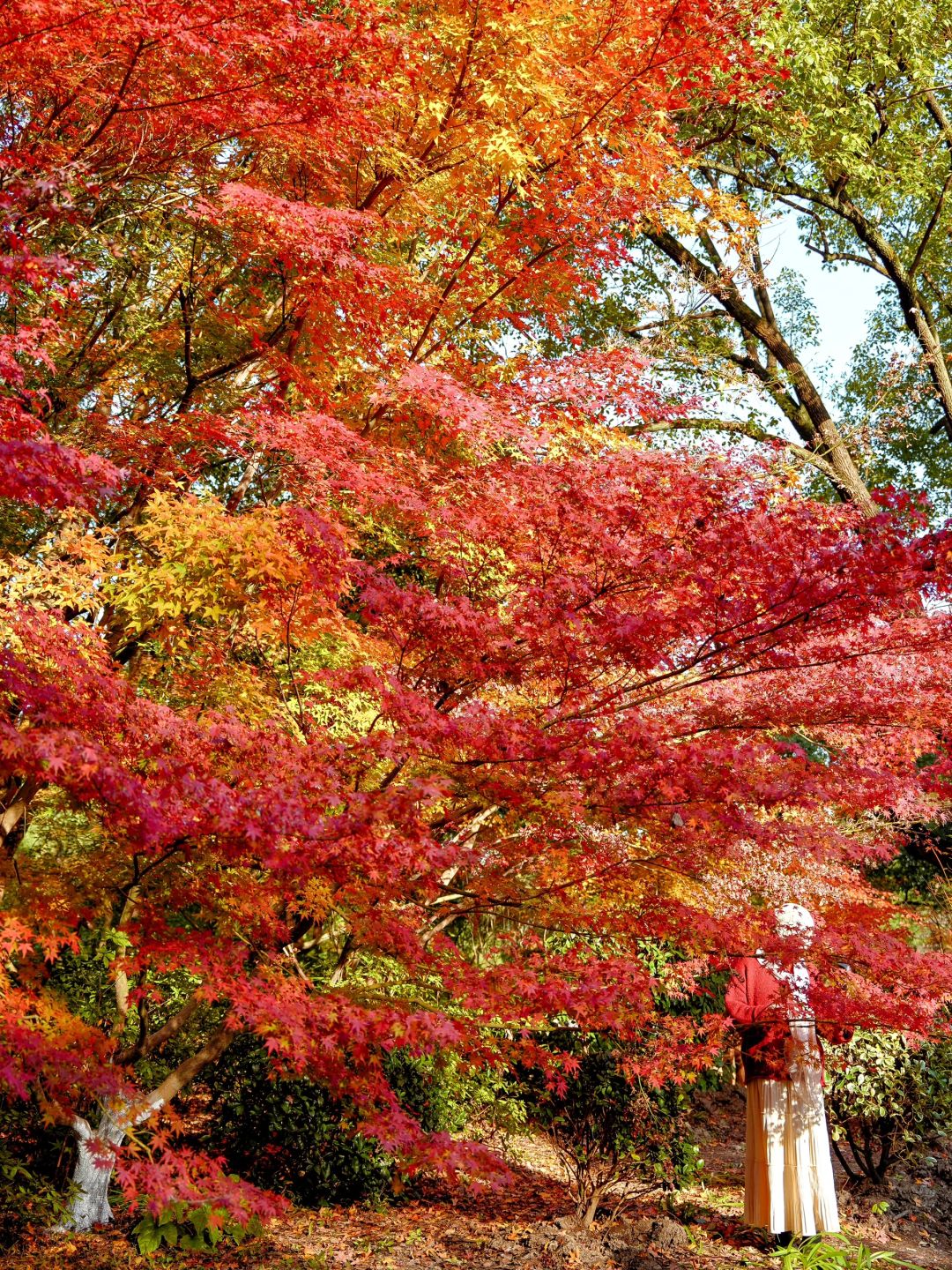 Jiangsu/Zhejiang/Shanghai-Autumn maple leaf viewing in Shanghai, real shot 🍁 Gongqing & Little 