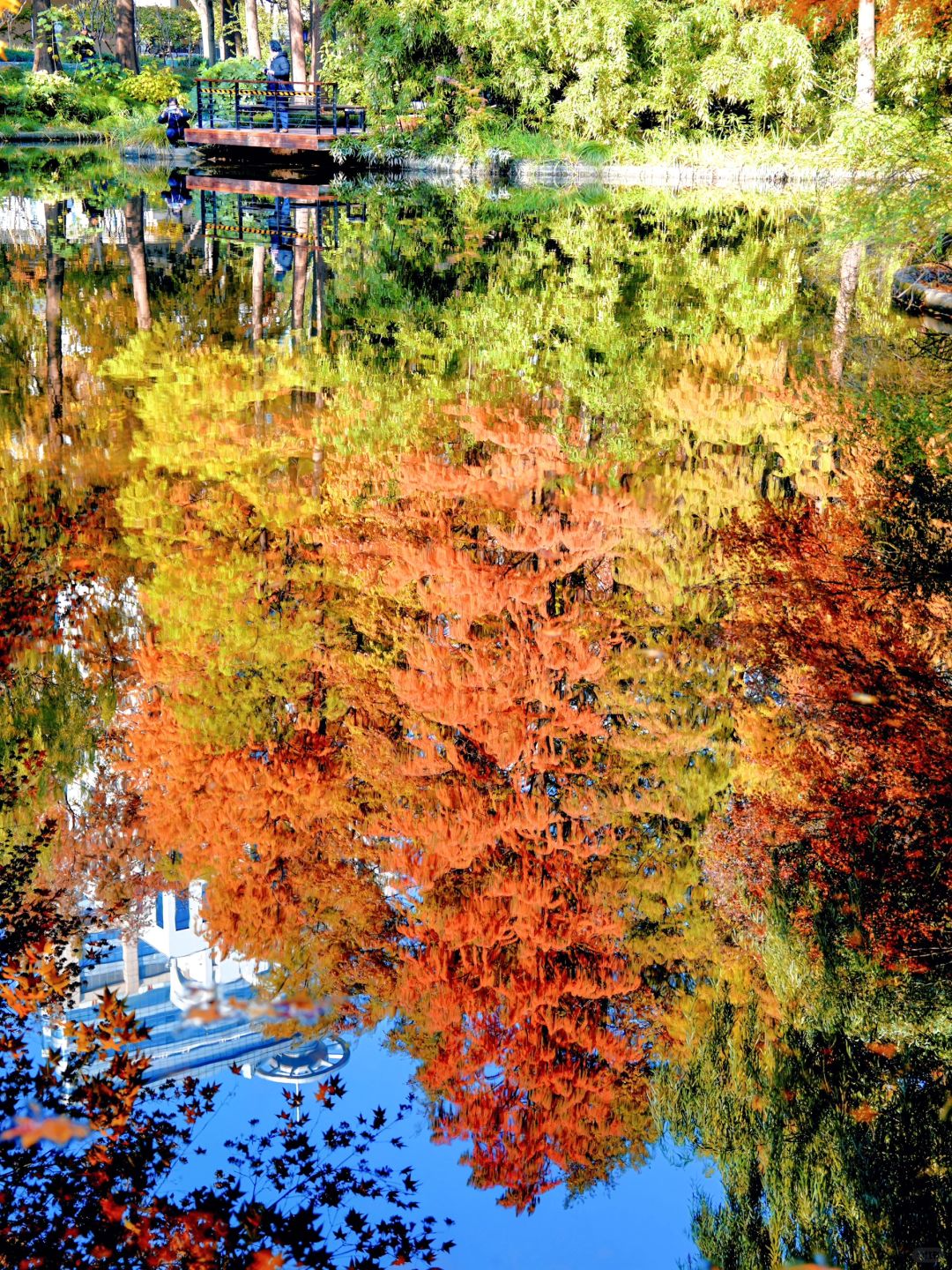 Jiangsu/Zhejiang/Shanghai-Autumn maple leaf viewing in Shanghai, real shot 🍁 Gongqing & Little 