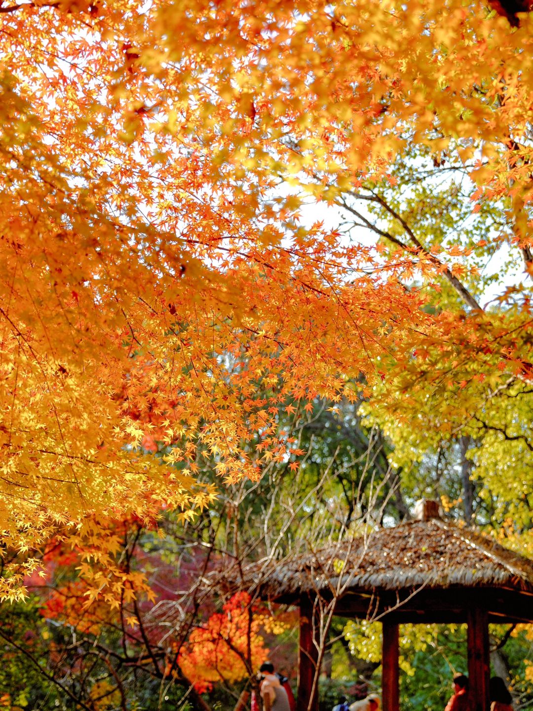 Jiangsu/Zhejiang/Shanghai-Autumn maple leaf viewing in Shanghai, real shot 🍁 Gongqing & Little 