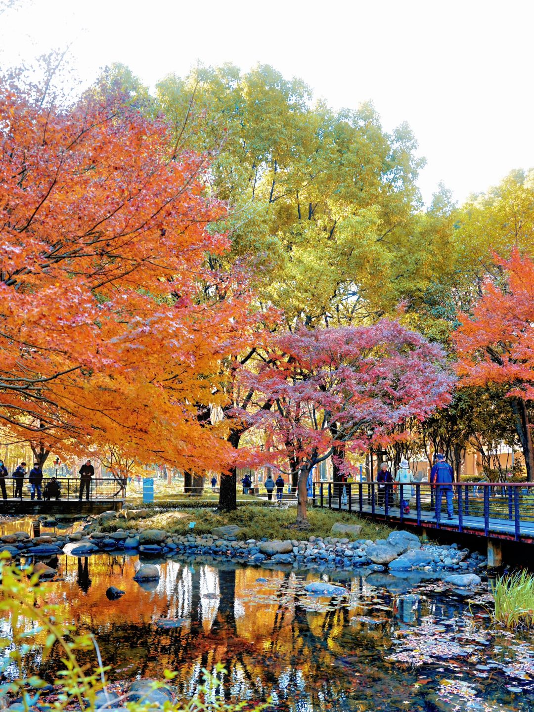 Jiangsu/Zhejiang/Shanghai-Autumn maple leaf viewing in Shanghai, real shot 🍁 Gongqing & Little 