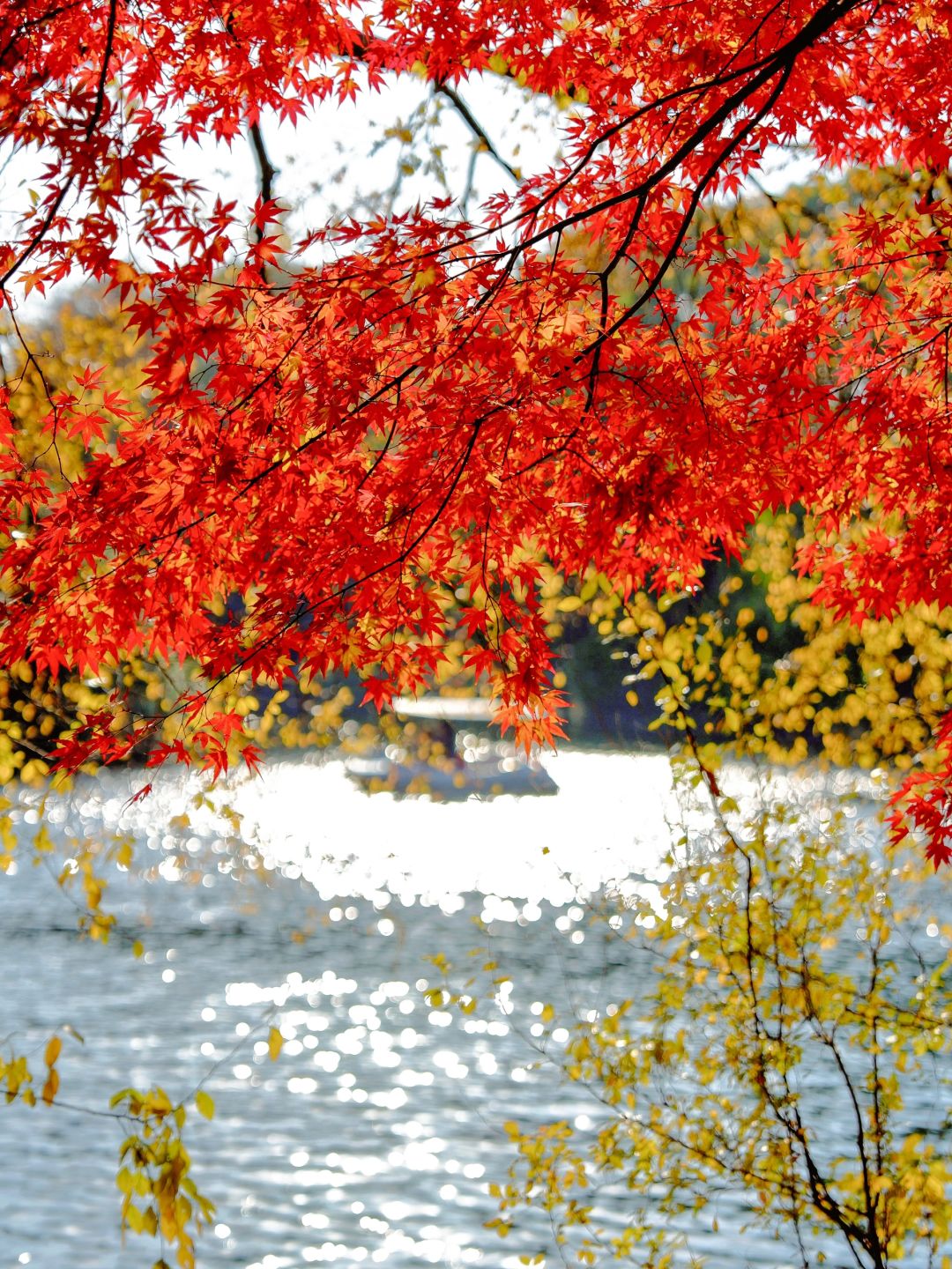 Jiangsu/Zhejiang/Shanghai-Autumn maple leaf viewing in Shanghai, real shot 🍁 Gongqing & Little 