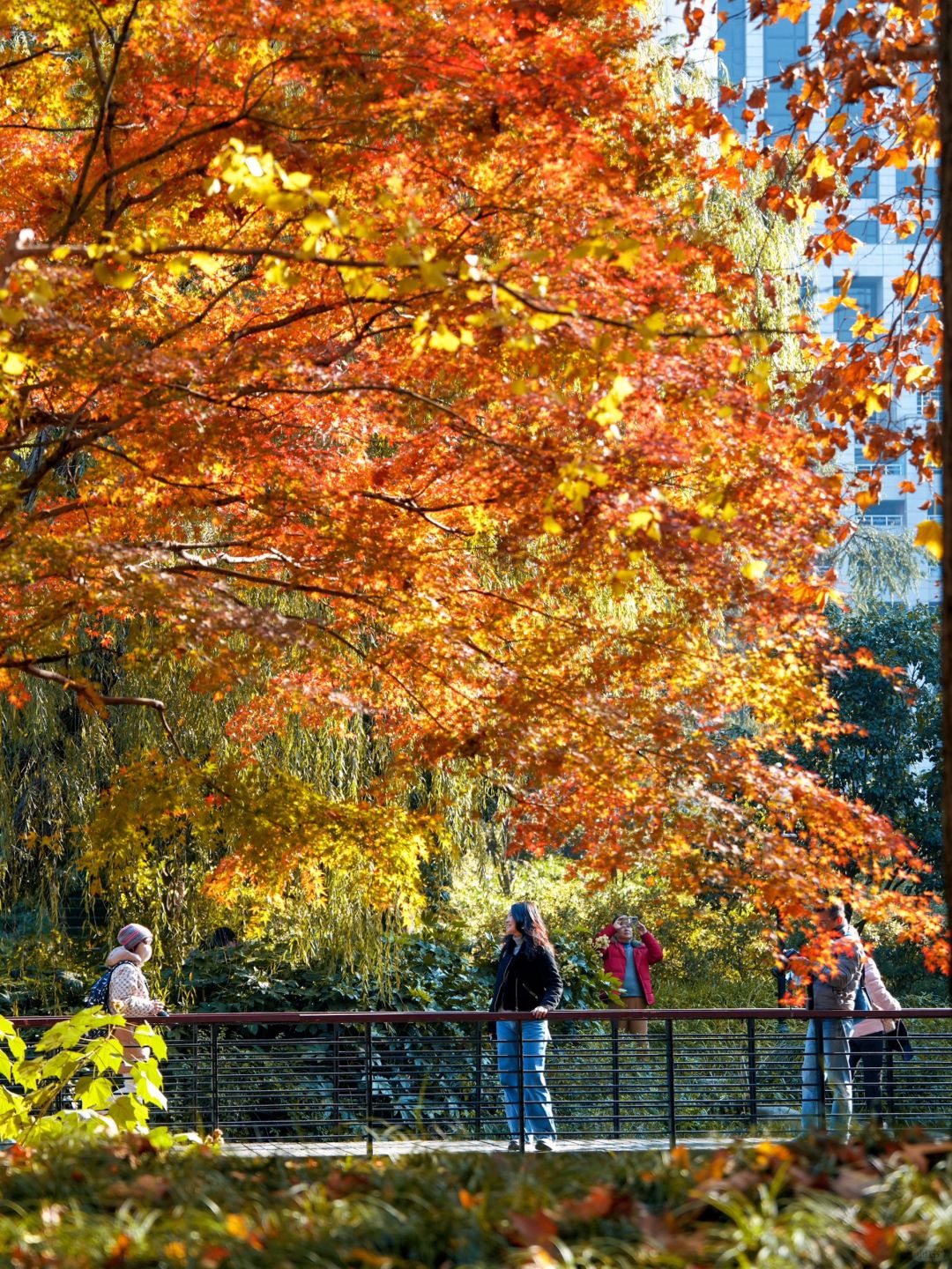 Jiangsu/Zhejiang/Shanghai-Autumn maple leaf viewing in Shanghai, real shot 🍁 Gongqing & Little 