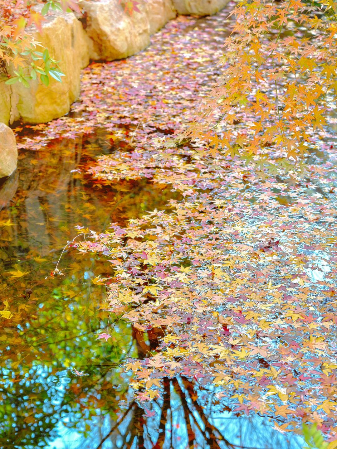 Jiangsu/Zhejiang/Shanghai-Autumn maple leaf viewing in Shanghai, real shot 🍁 Gongqing & Little 