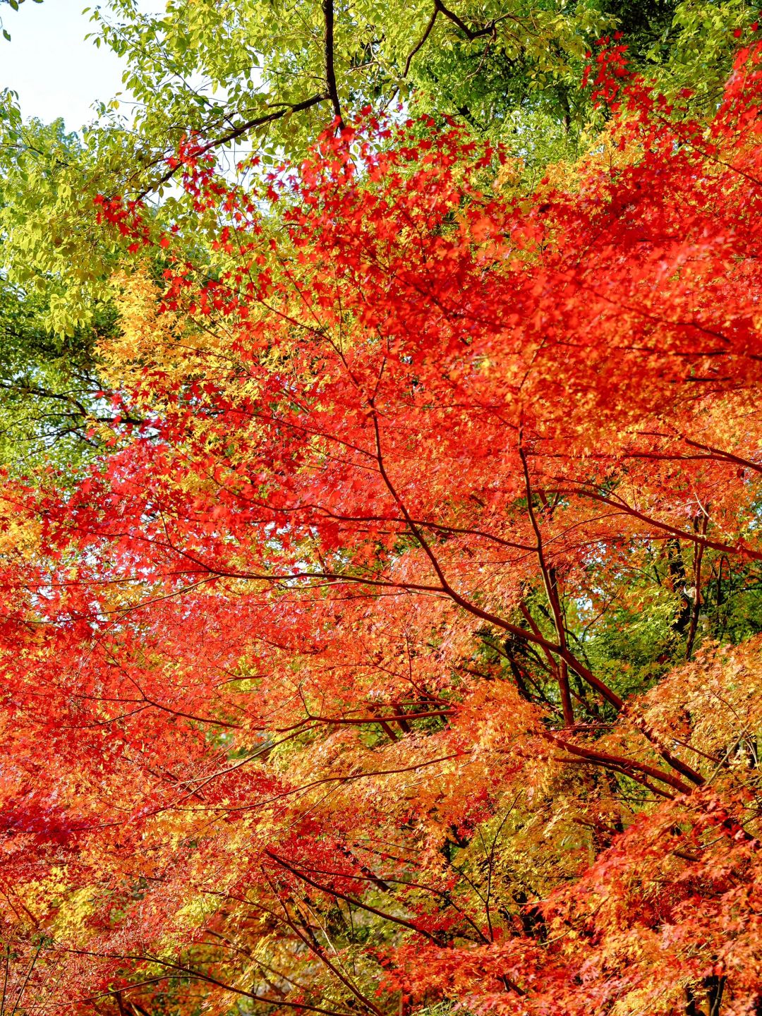 Jiangsu/Zhejiang/Shanghai-Autumn maple leaf viewing in Shanghai, real shot 🍁 Gongqing & Little 