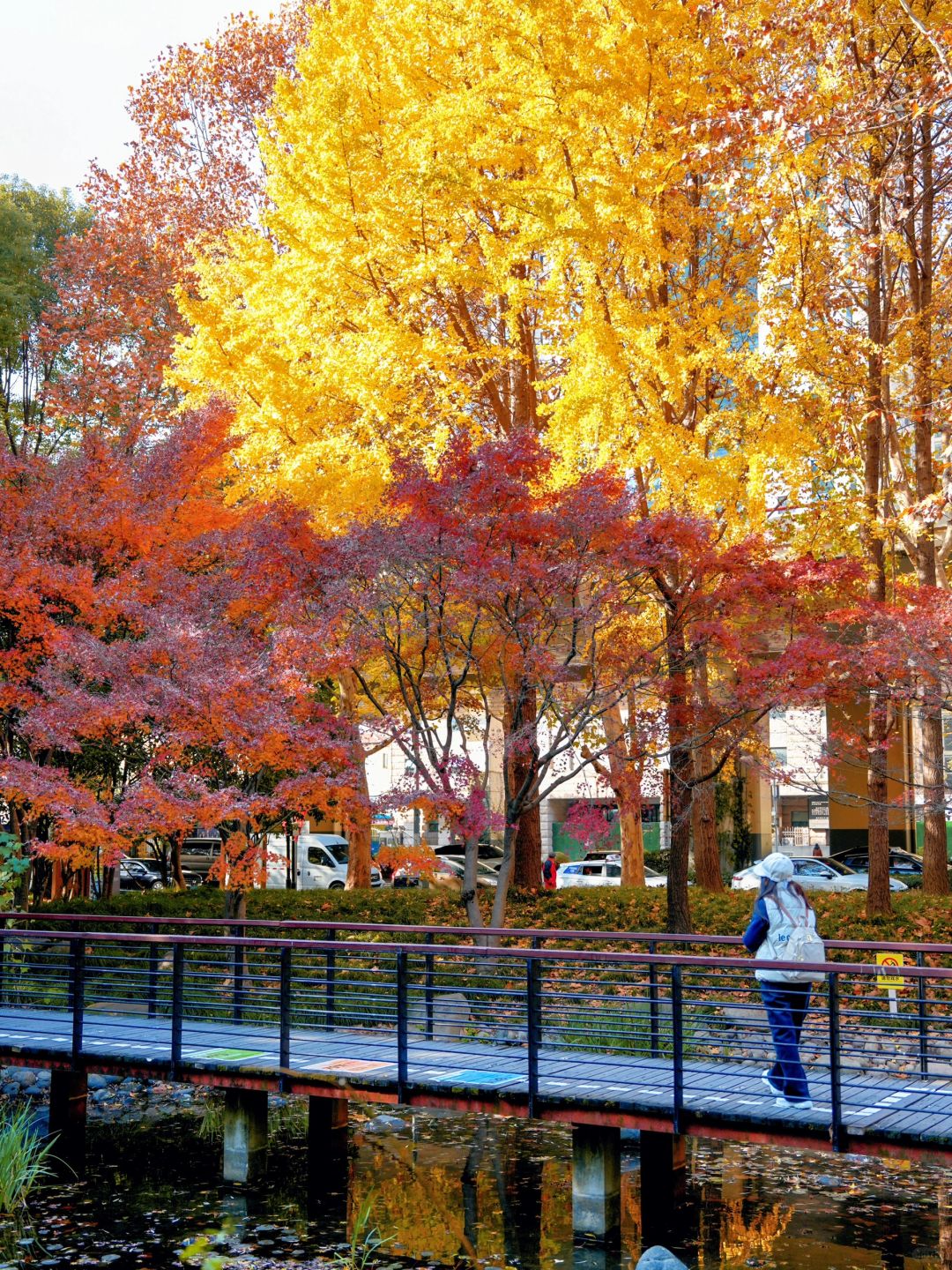 Jiangsu/Zhejiang/Shanghai-Autumn maple leaf viewing in Shanghai, real shot 🍁 Gongqing & Little 