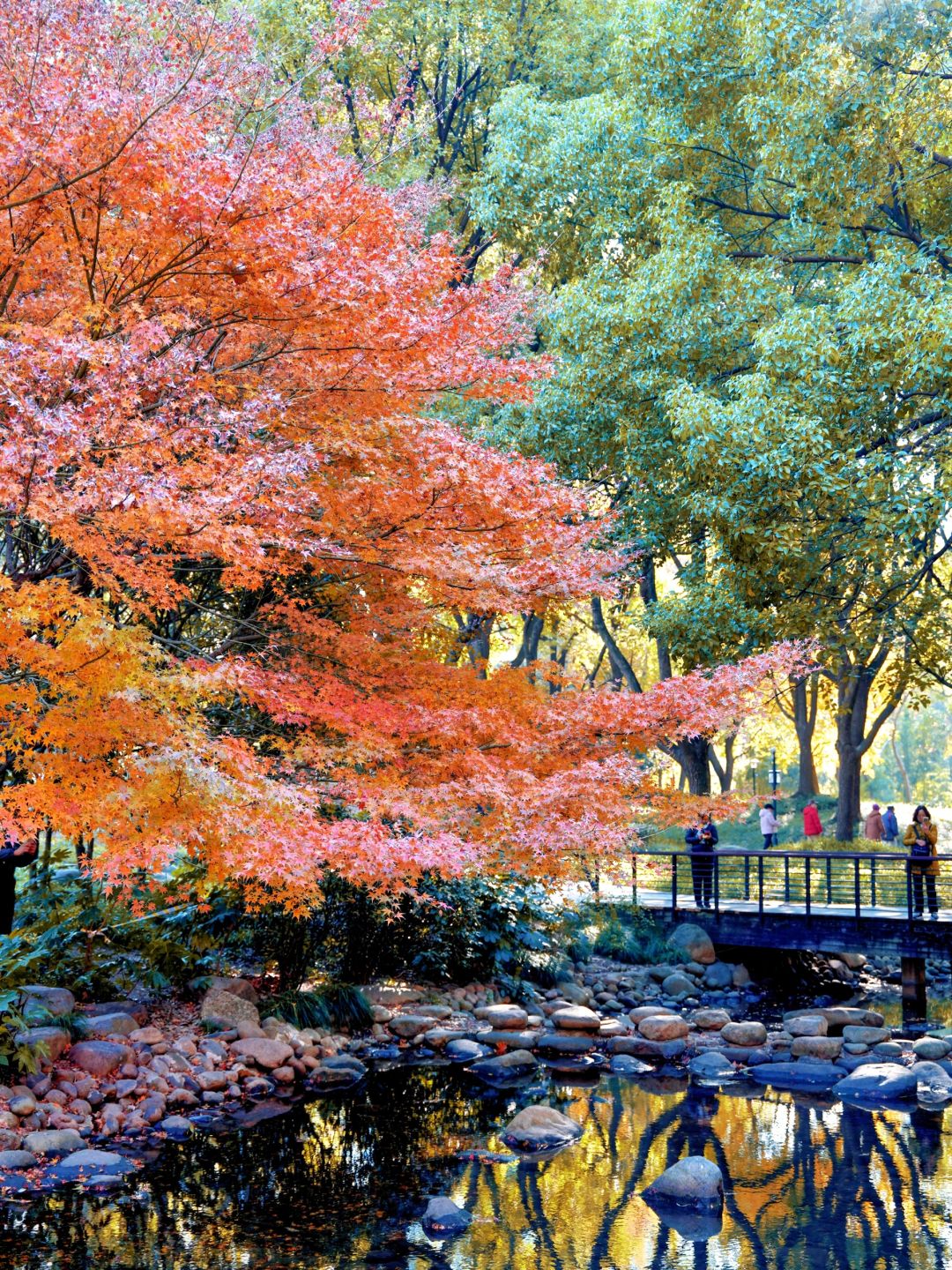 Jiangsu/Zhejiang/Shanghai-Autumn maple leaf viewing in Shanghai, real shot 🍁 Gongqing & Little 