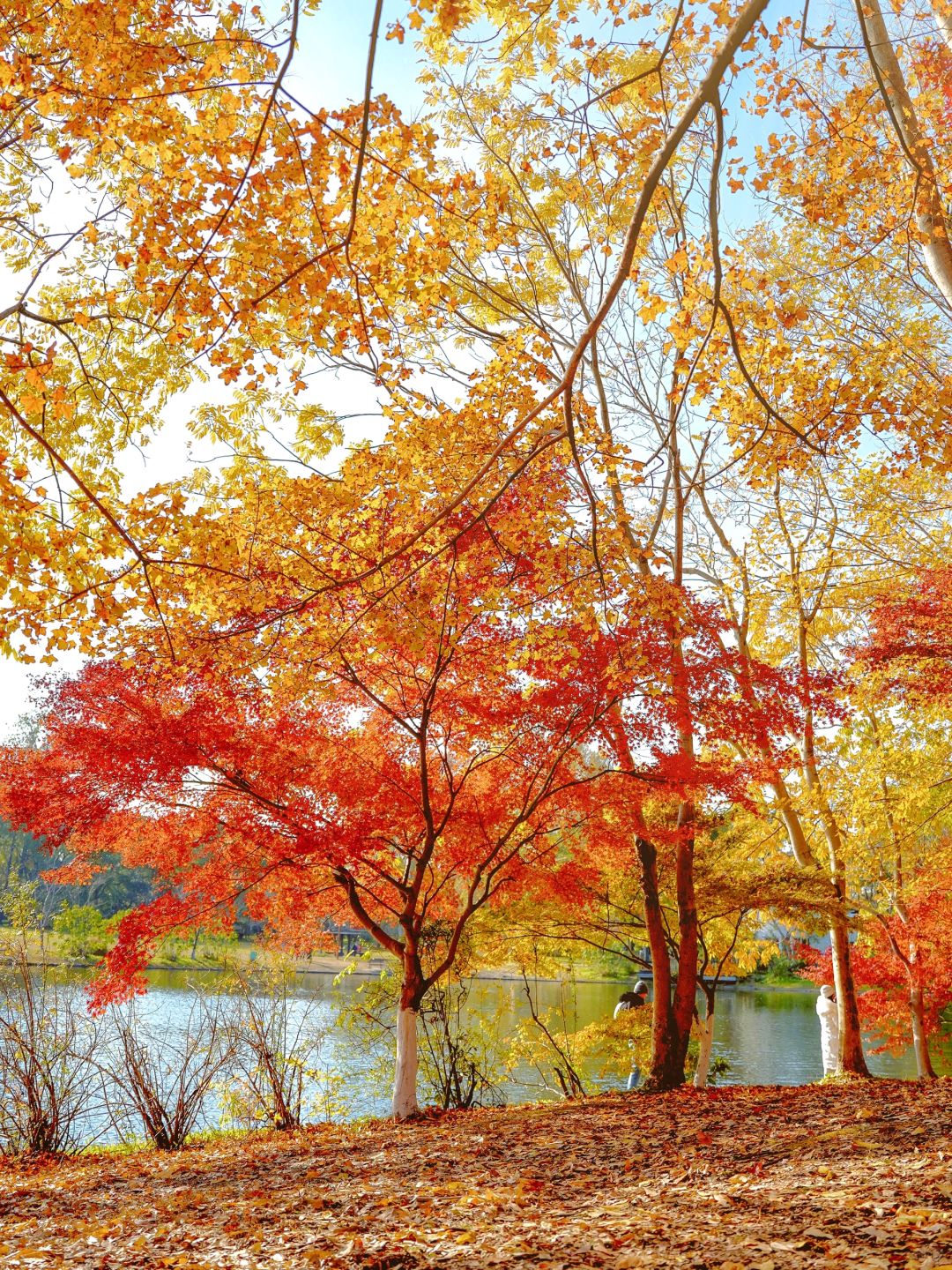 Jiangsu/Zhejiang/Shanghai-Autumn maple leaf viewing in Shanghai, real shot 🍁 Gongqing & Little 