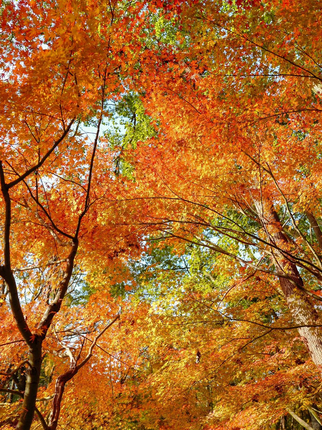 Jiangsu/Zhejiang/Shanghai-Autumn maple leaf viewing in Shanghai, real shot 🍁 Gongqing & Little 