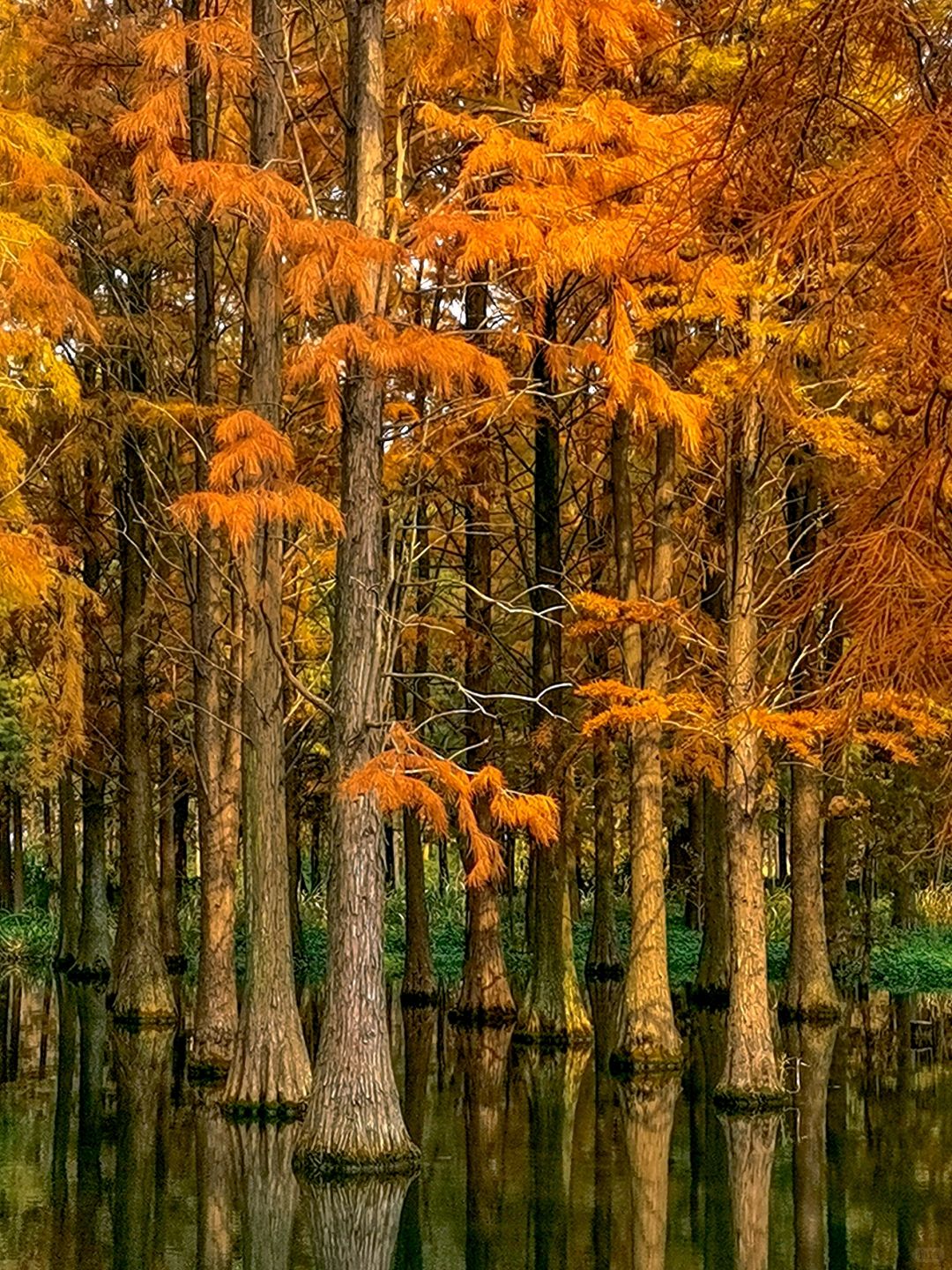 Jiangsu/Zhejiang/Shanghai-Qingxi Country Park, the redwood trees are really amazing for taking p