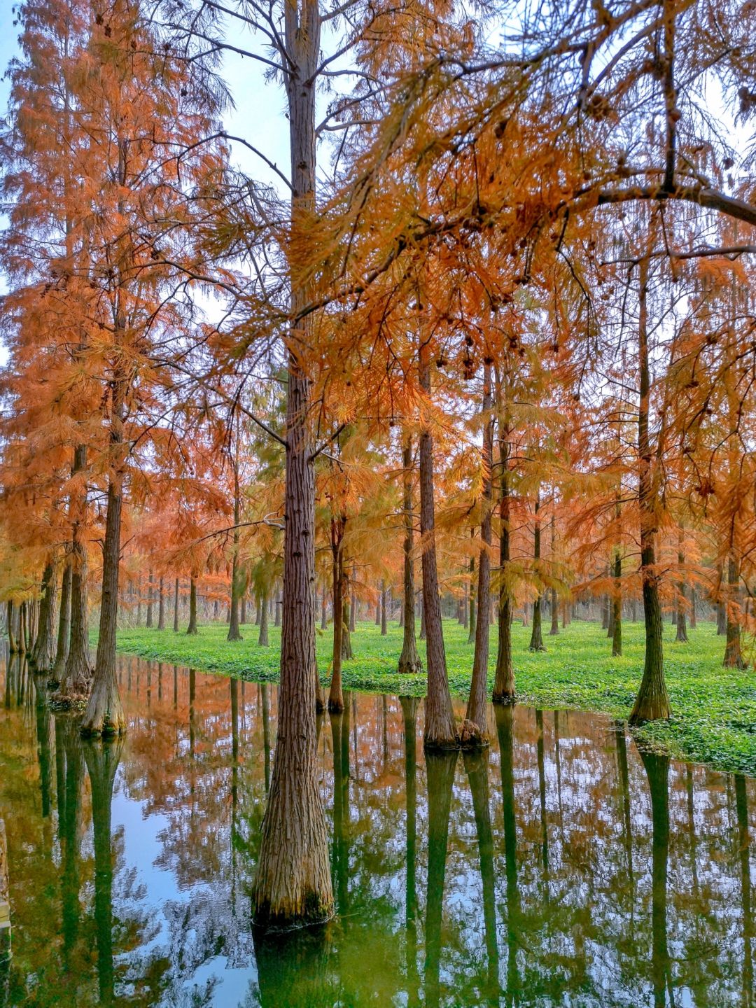 Jiangsu/Zhejiang/Shanghai-Qingxi Country Park, the redwood trees are really amazing for taking p