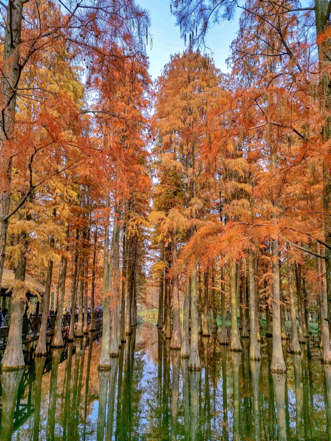 Jiangsu/Zhejiang/Shanghai-Qingxi Country Park, the redwood trees are really amazing for taking p