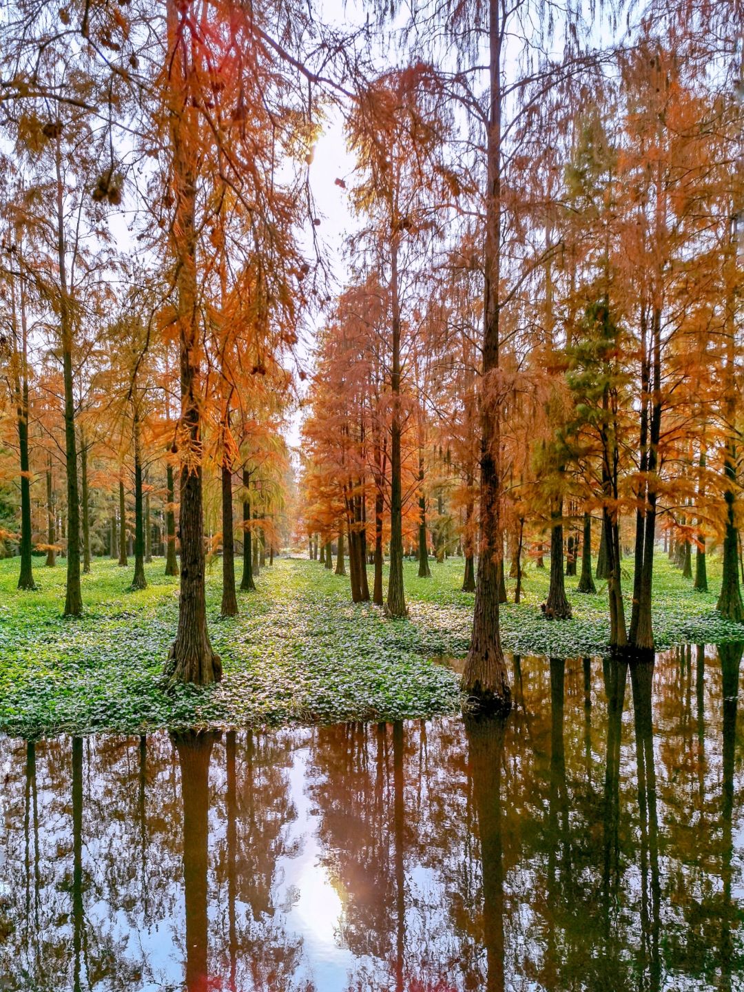 Jiangsu/Zhejiang/Shanghai-Qingxi Country Park, the redwood trees are really amazing for taking p