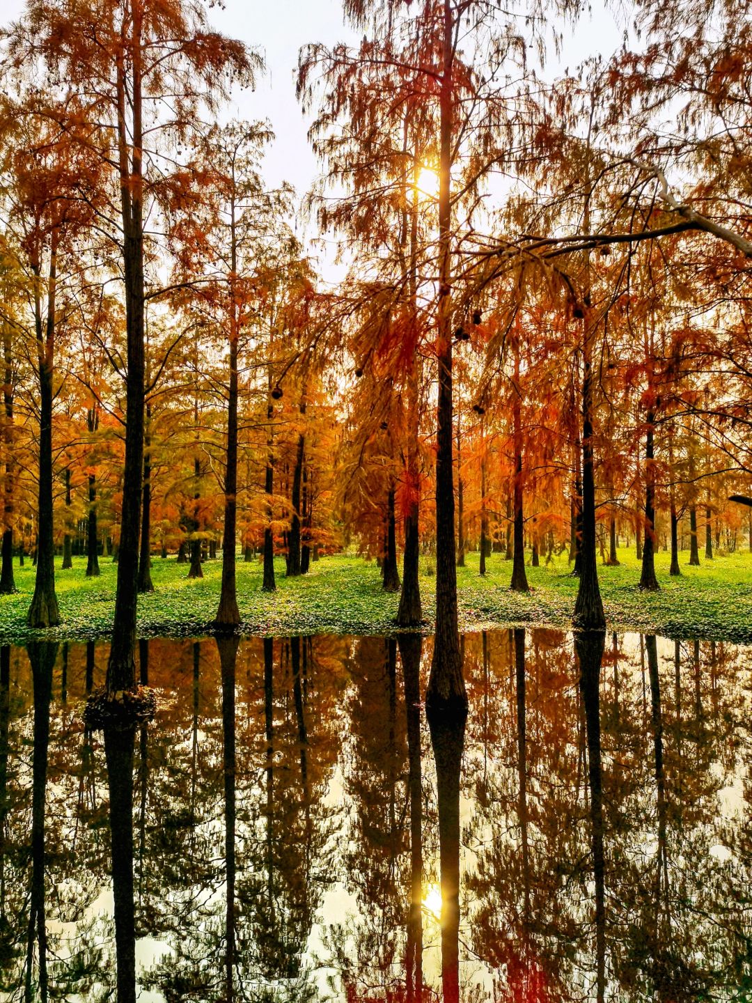 Jiangsu/Zhejiang/Shanghai-Qingxi Country Park, the redwood trees are really amazing for taking p