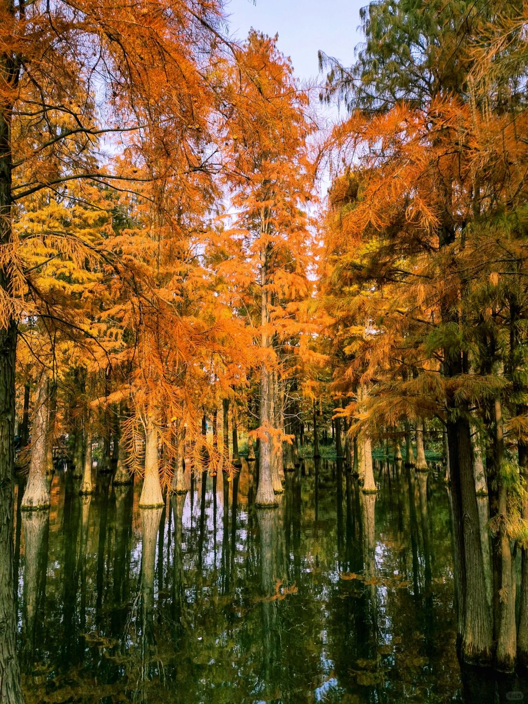 Jiangsu/Zhejiang/Shanghai-Qingxi Country Park, the redwood trees are really amazing for taking p