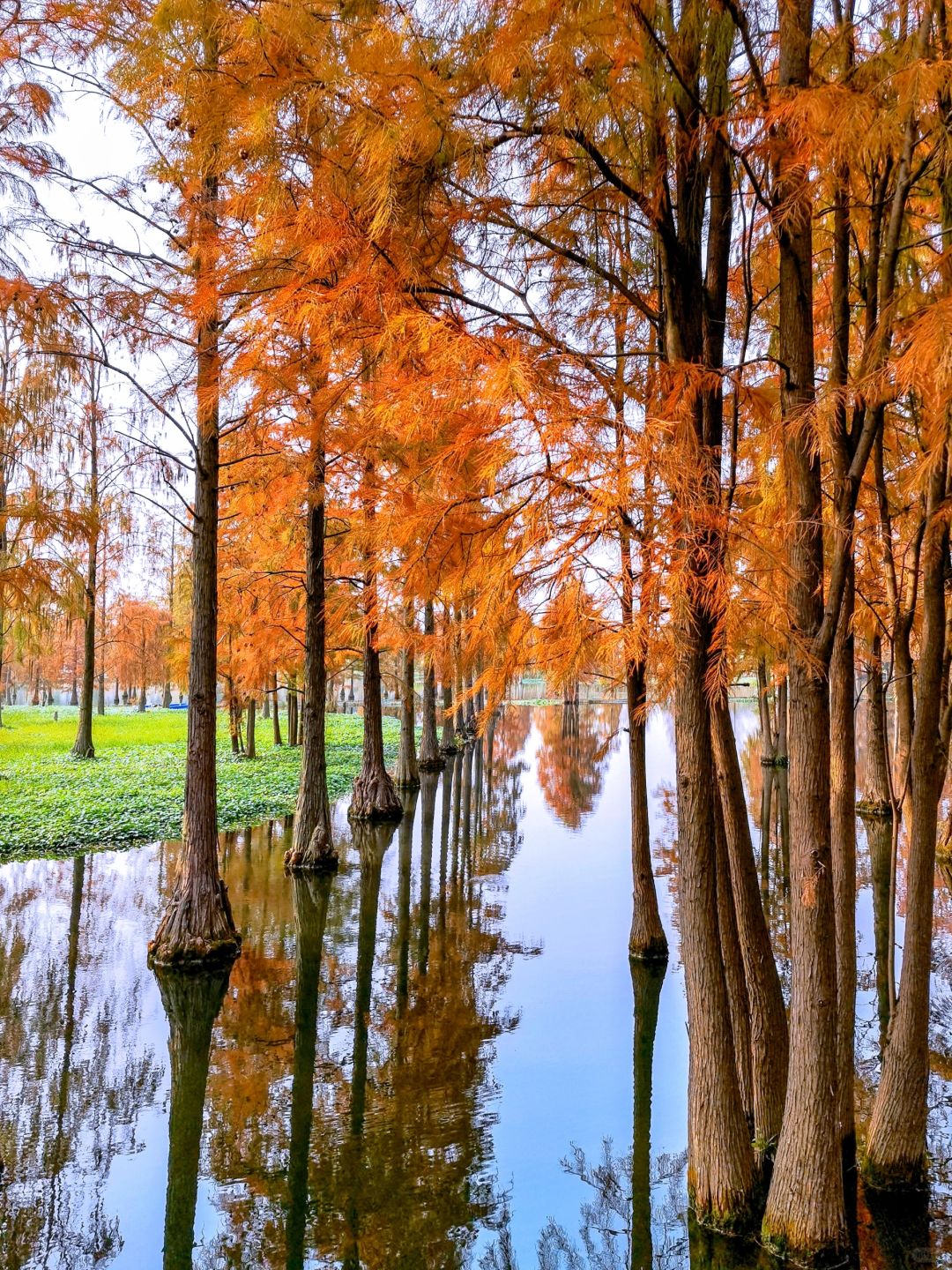 Jiangsu/Zhejiang/Shanghai-Qingxi Country Park, the redwood trees are really amazing for taking p