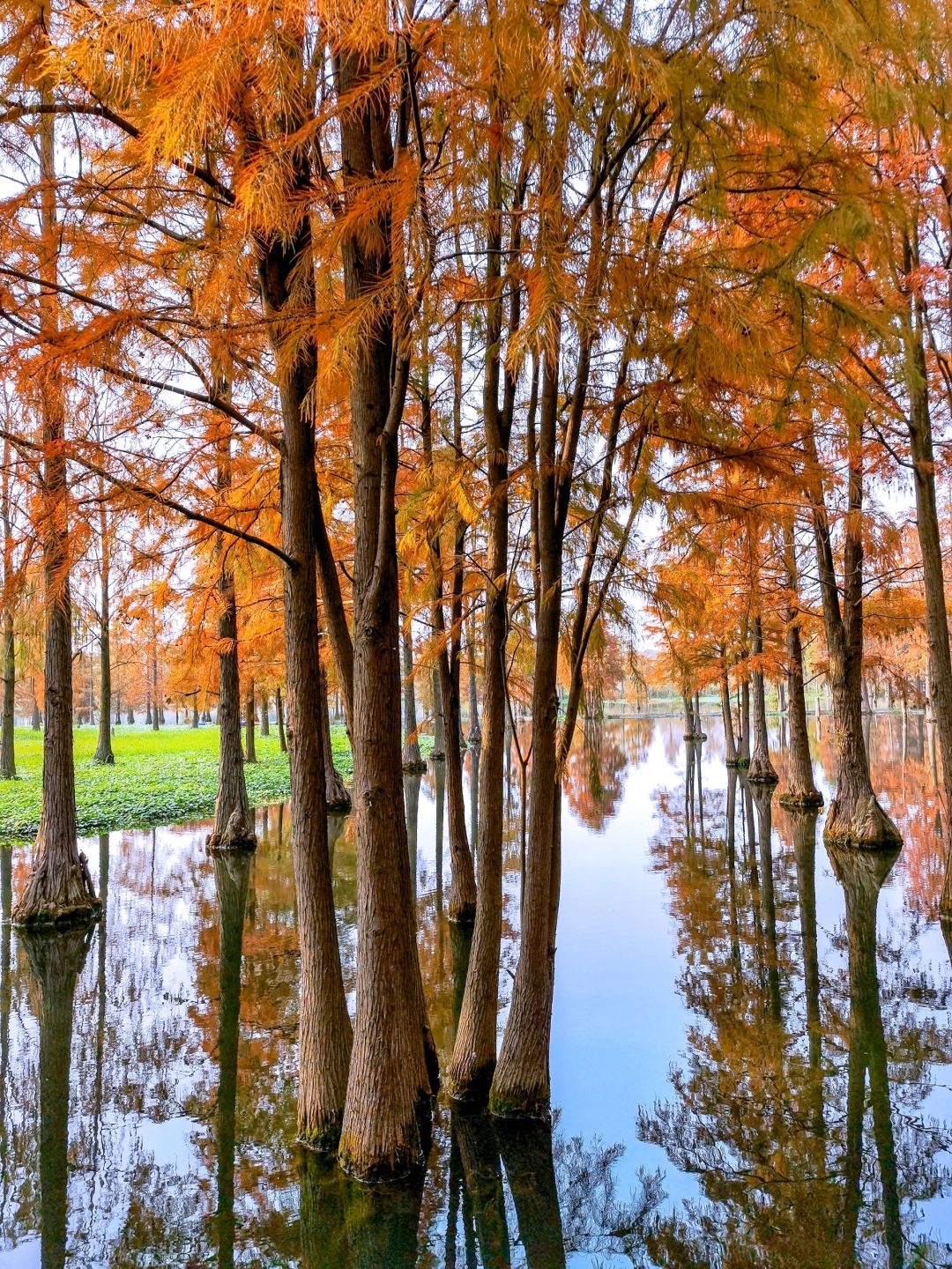 Jiangsu/Zhejiang/Shanghai-Qingxi Country Park, the redwood trees are really amazing for taking p