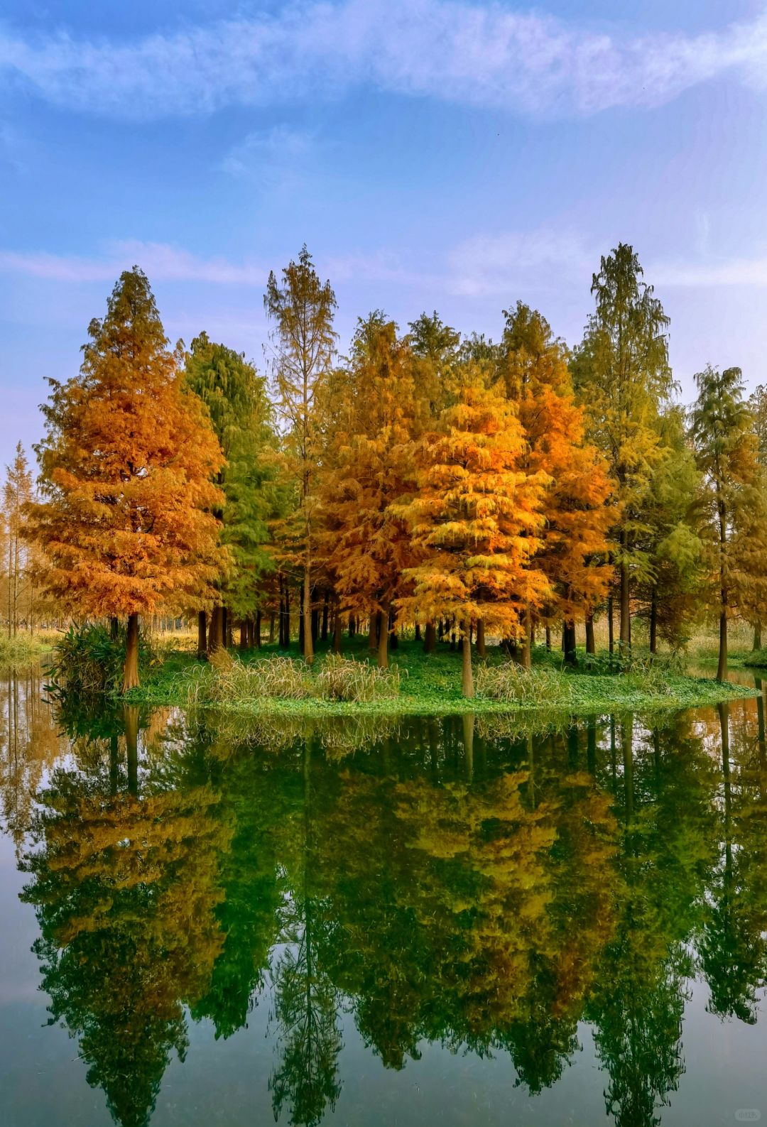 Jiangsu/Zhejiang/Shanghai-Qingxi Country Park, the redwood trees are really amazing for taking p