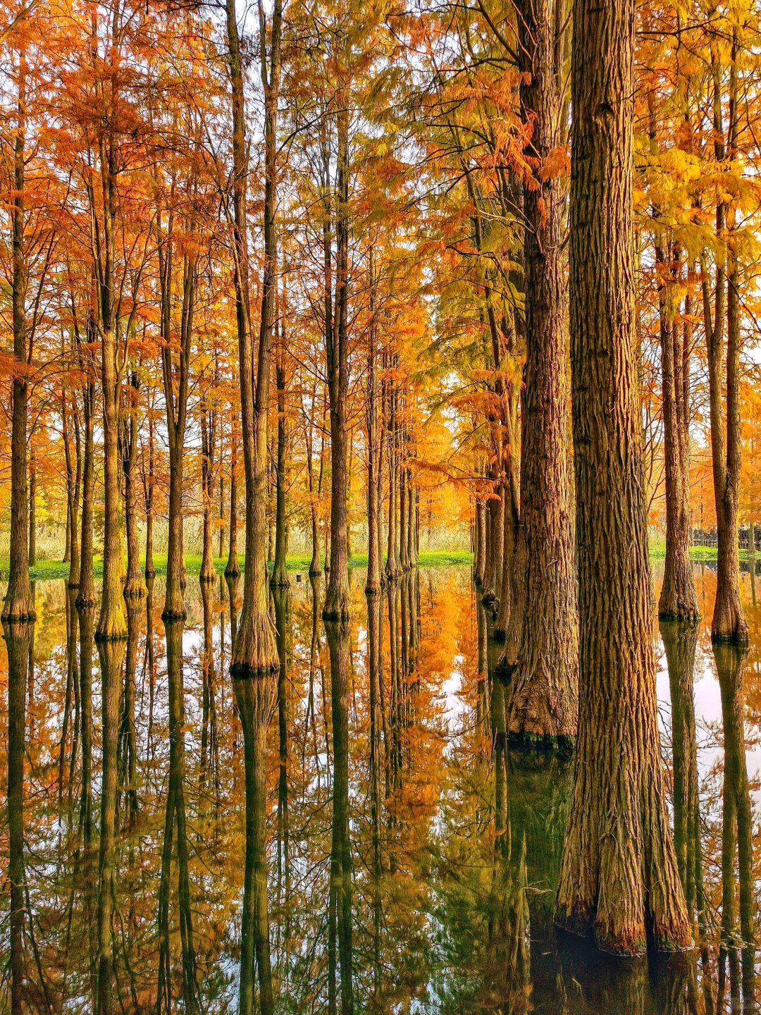 Jiangsu/Zhejiang/Shanghai-Qingxi Country Park, the redwood trees are really amazing for taking p