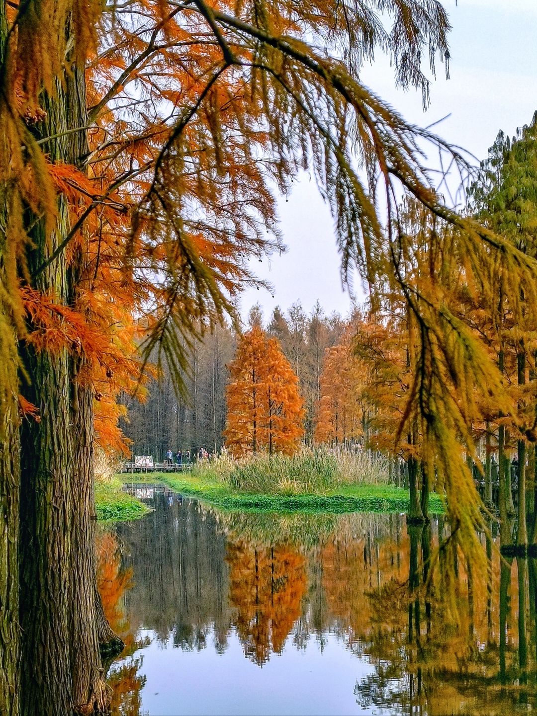 Jiangsu/Zhejiang/Shanghai-Qingxi Country Park, the redwood trees are really amazing for taking p