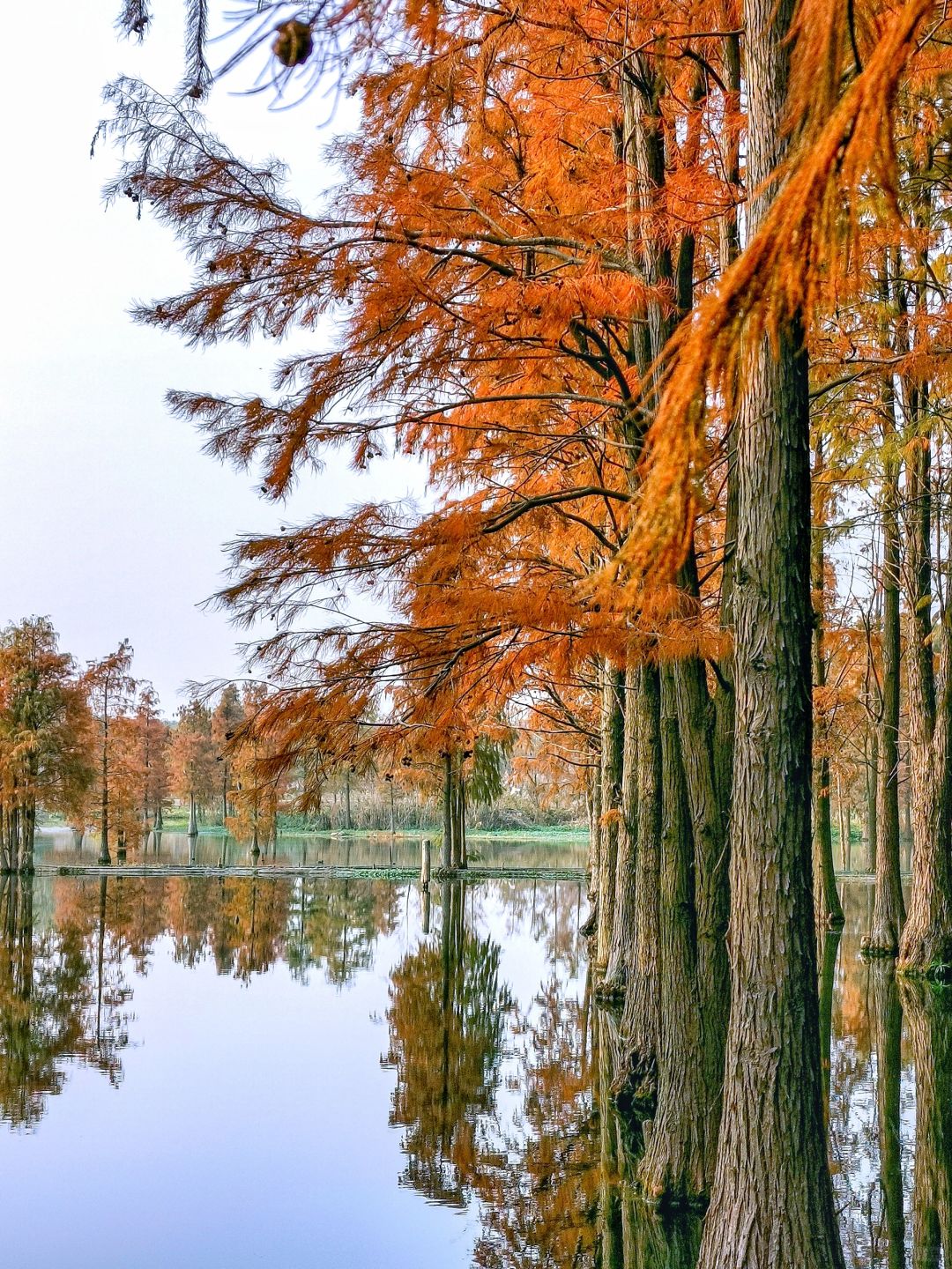 Jiangsu/Zhejiang/Shanghai-Qingxi Country Park, the redwood trees are really amazing for taking p