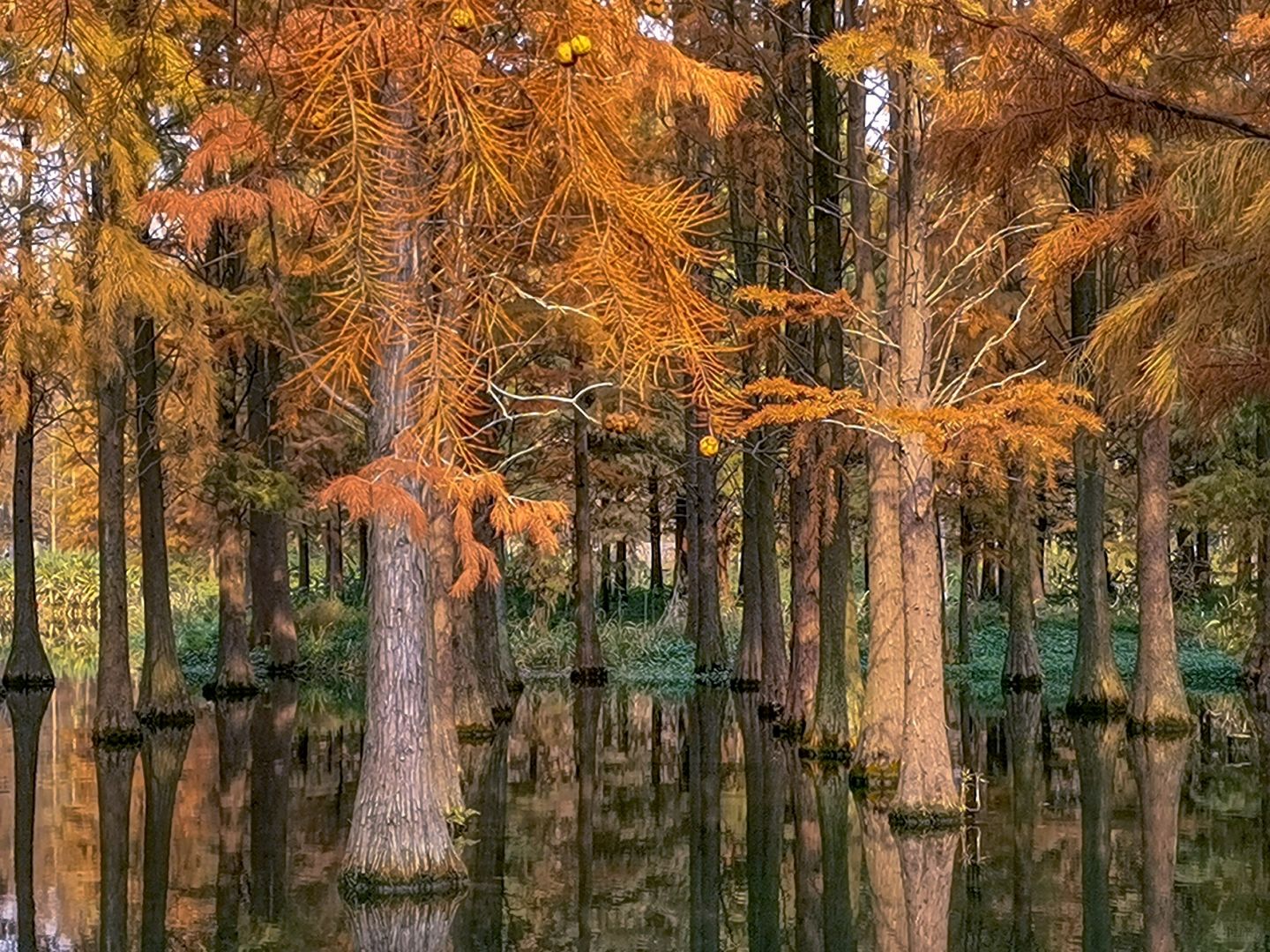 Jiangsu/Zhejiang/Shanghai-Qingxi Country Park, the redwood trees are really amazing for taking p