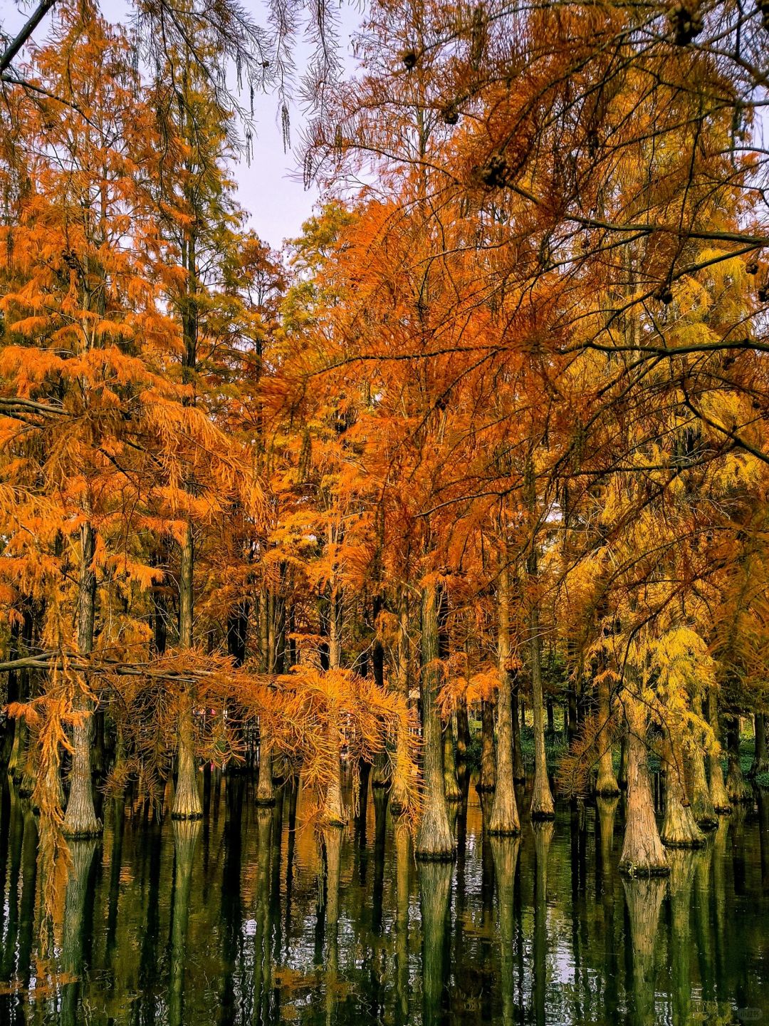 Jiangsu/Zhejiang/Shanghai-Qingxi Country Park, the redwood trees are really amazing for taking p