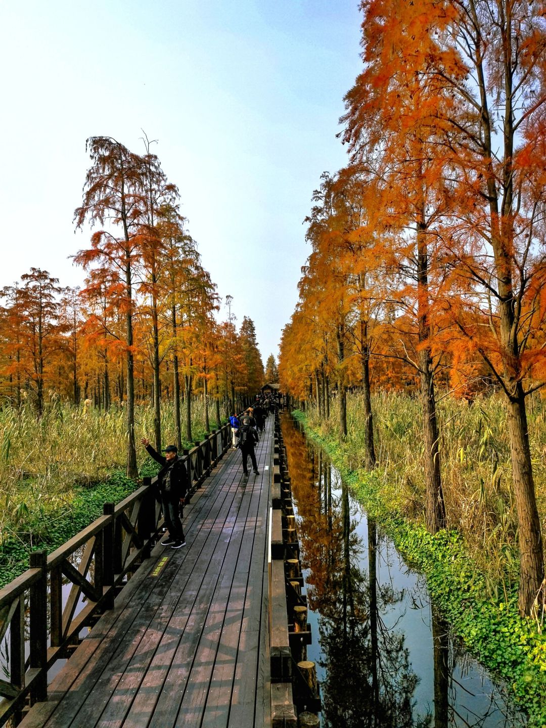 Jiangsu/Zhejiang/Shanghai-Qingxi Country Park, the redwood trees are really amazing for taking p