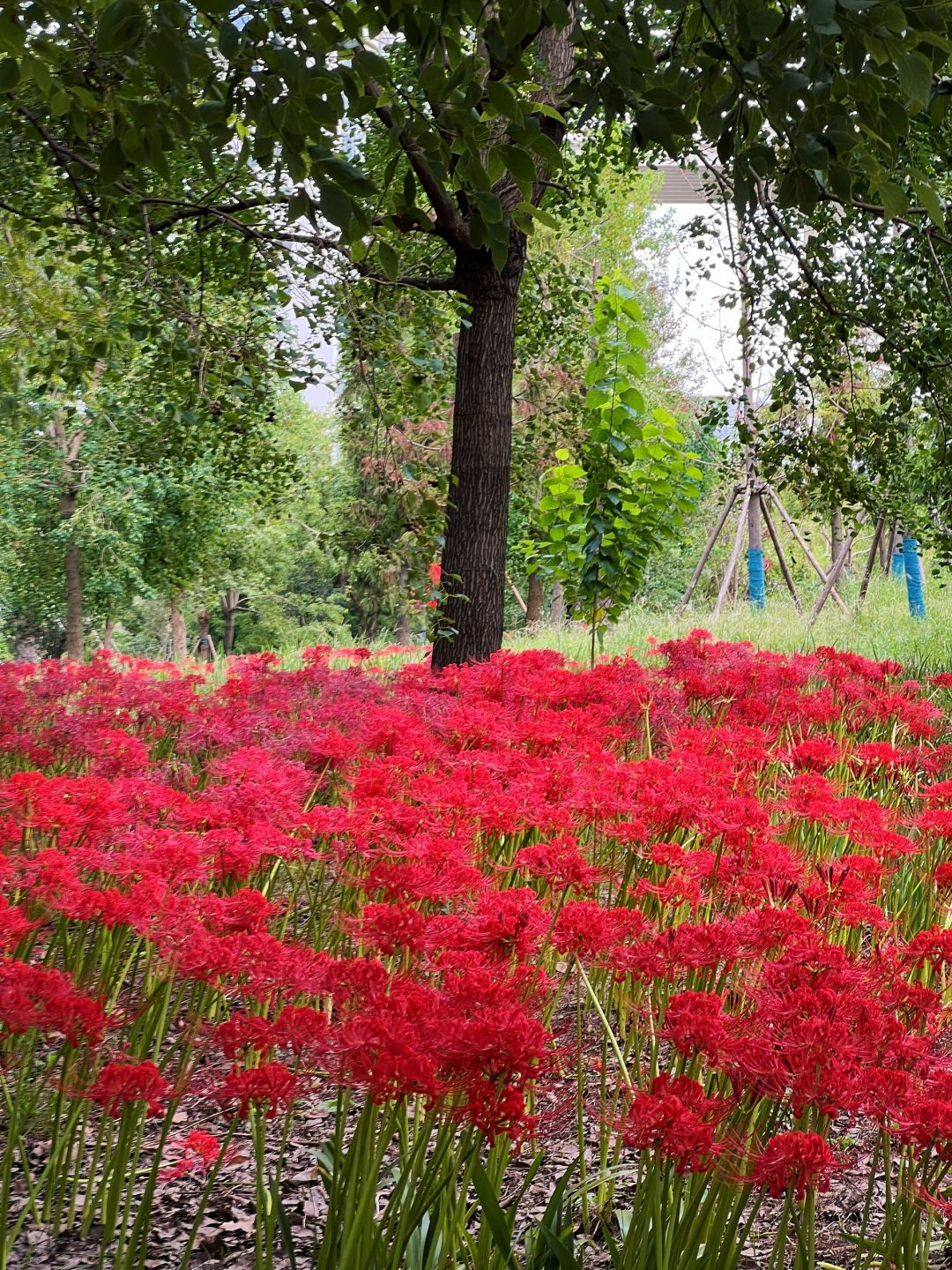 Jiangsu/Zhejiang/Shanghai-Love it, love it💖This park in Shanghai is so urban