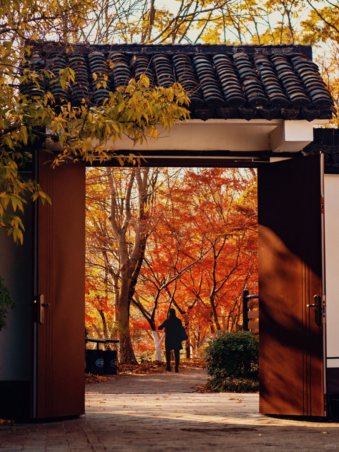 Jiangsu/Zhejiang/Shanghai-Take 10,000 fewer steps! Gongqing Forest Maple Leaf 12/20 Personal Tes