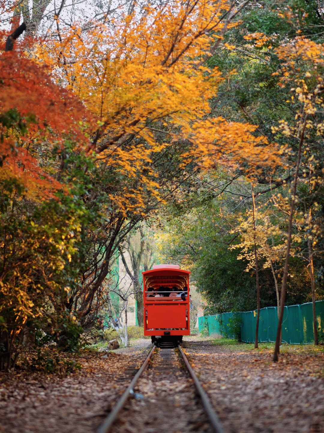 Jiangsu/Zhejiang/Shanghai-Take 10,000 fewer steps! Gongqing Forest Maple Leaf 12/20 Personal Tes